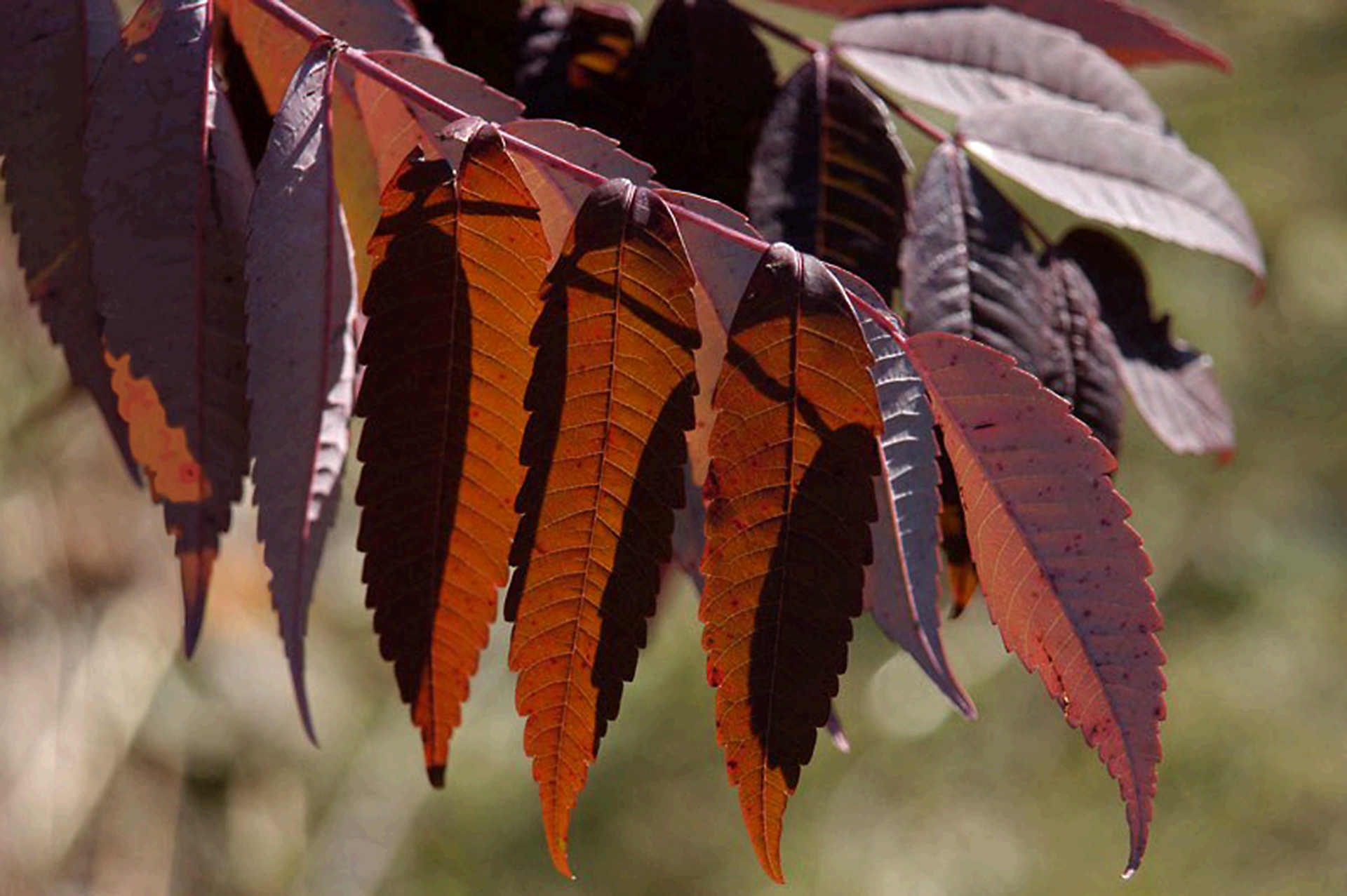sumac leaves