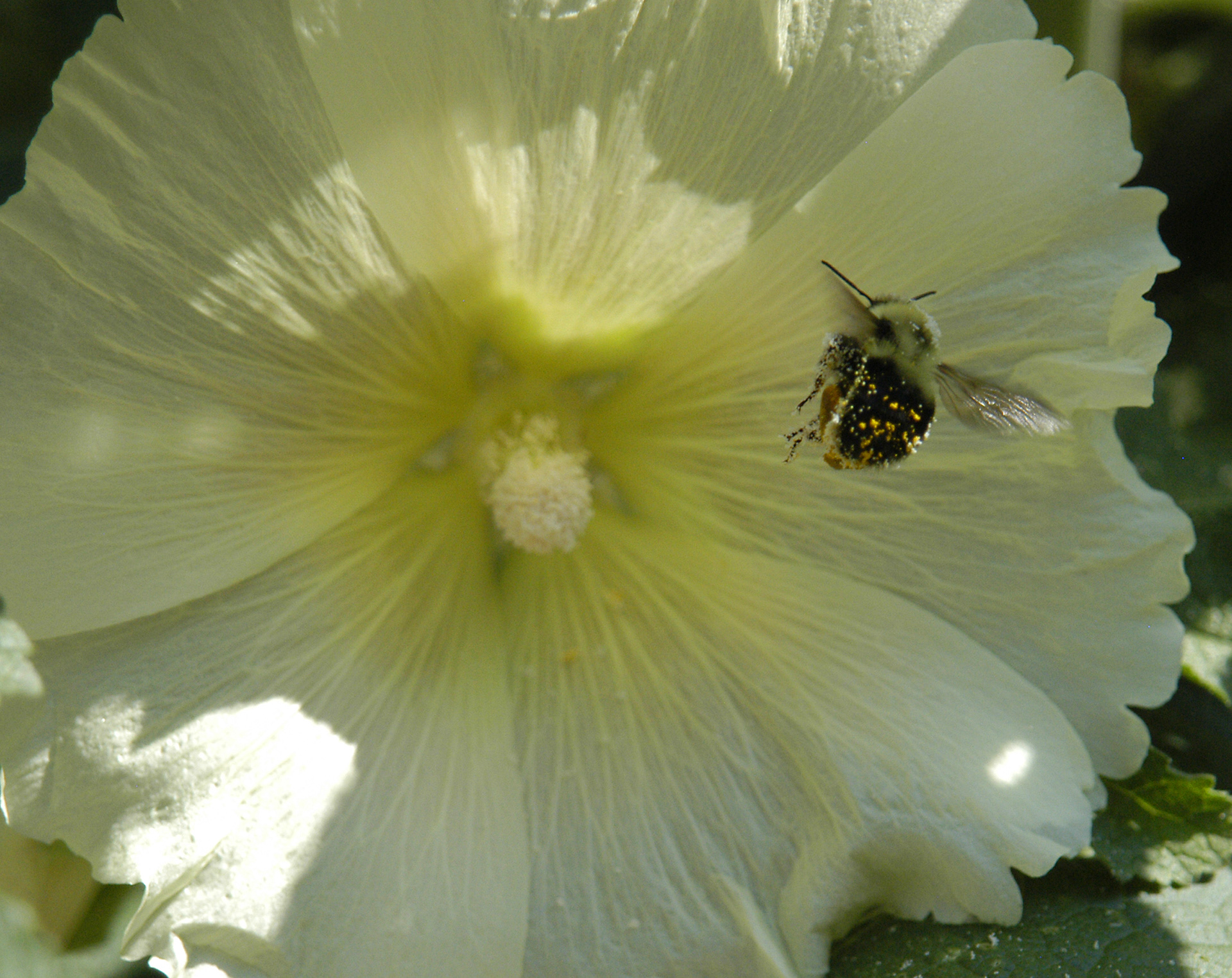 hybiscus bee