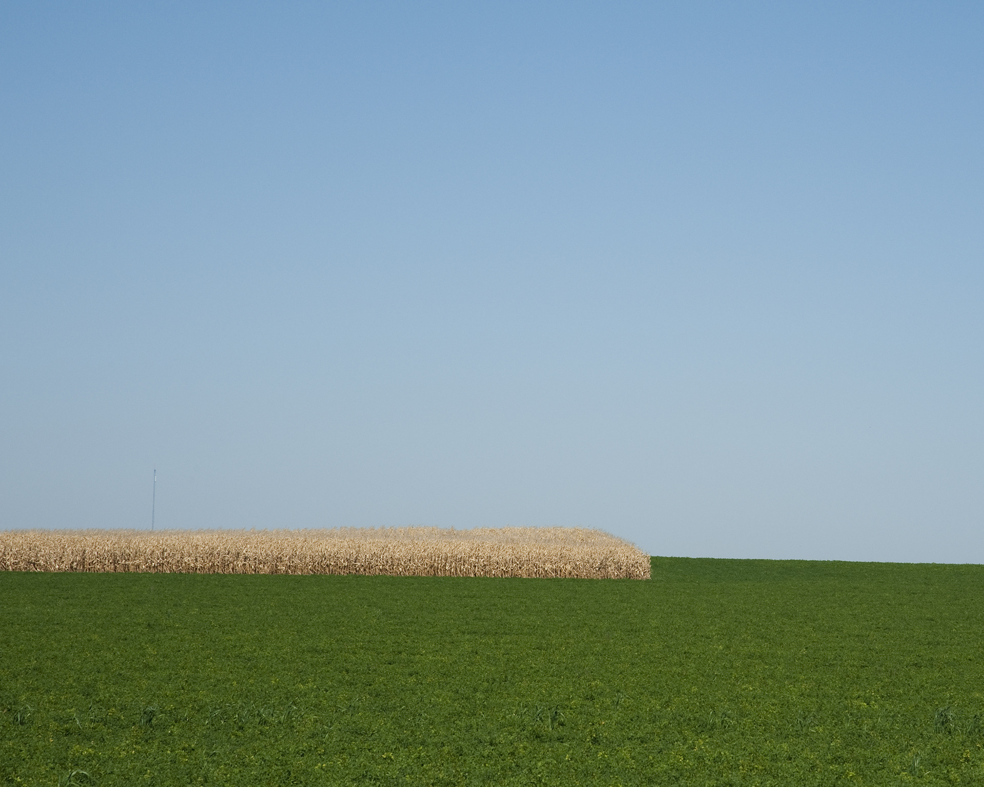 winter corn