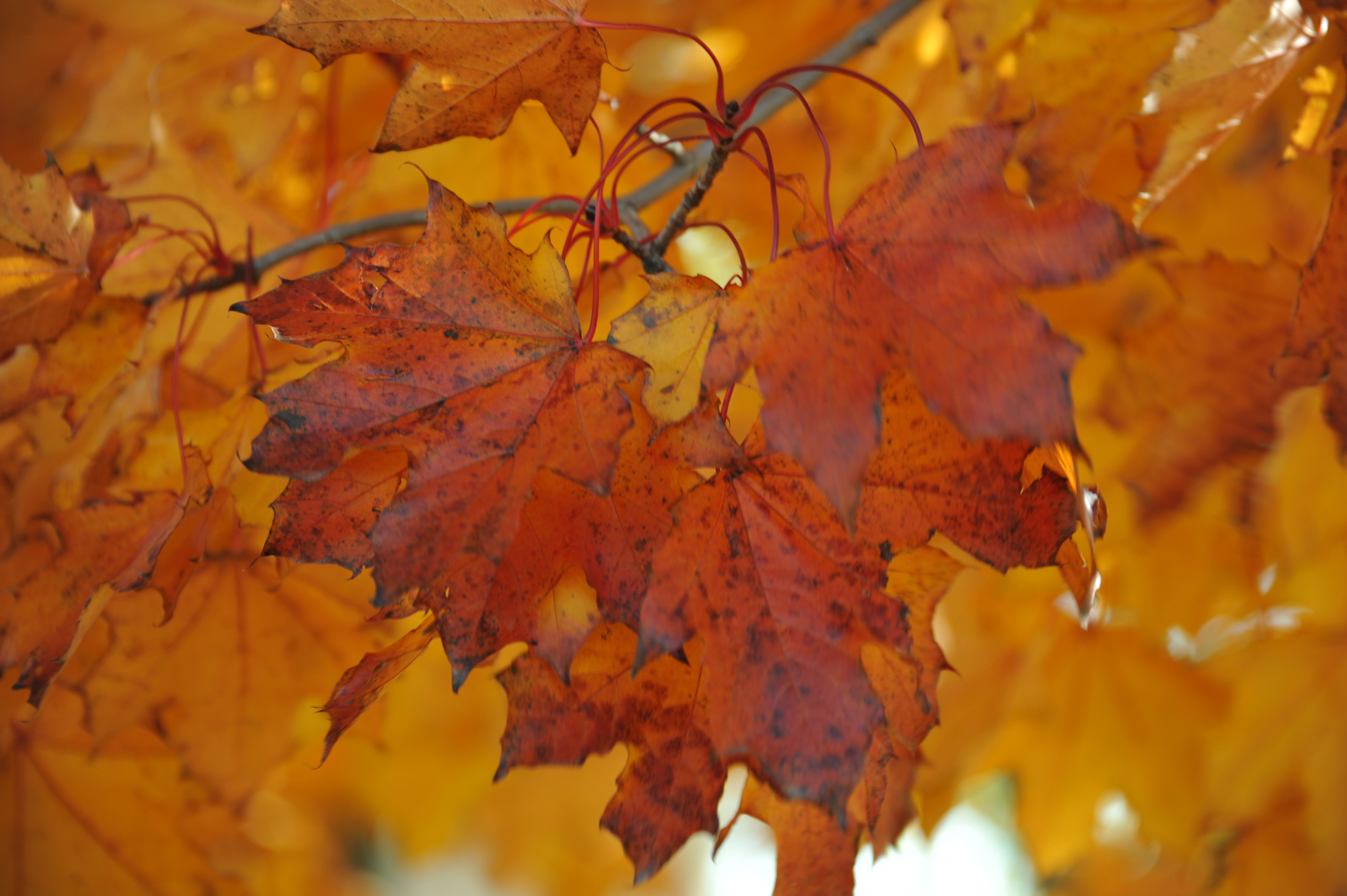 orange maple leaves