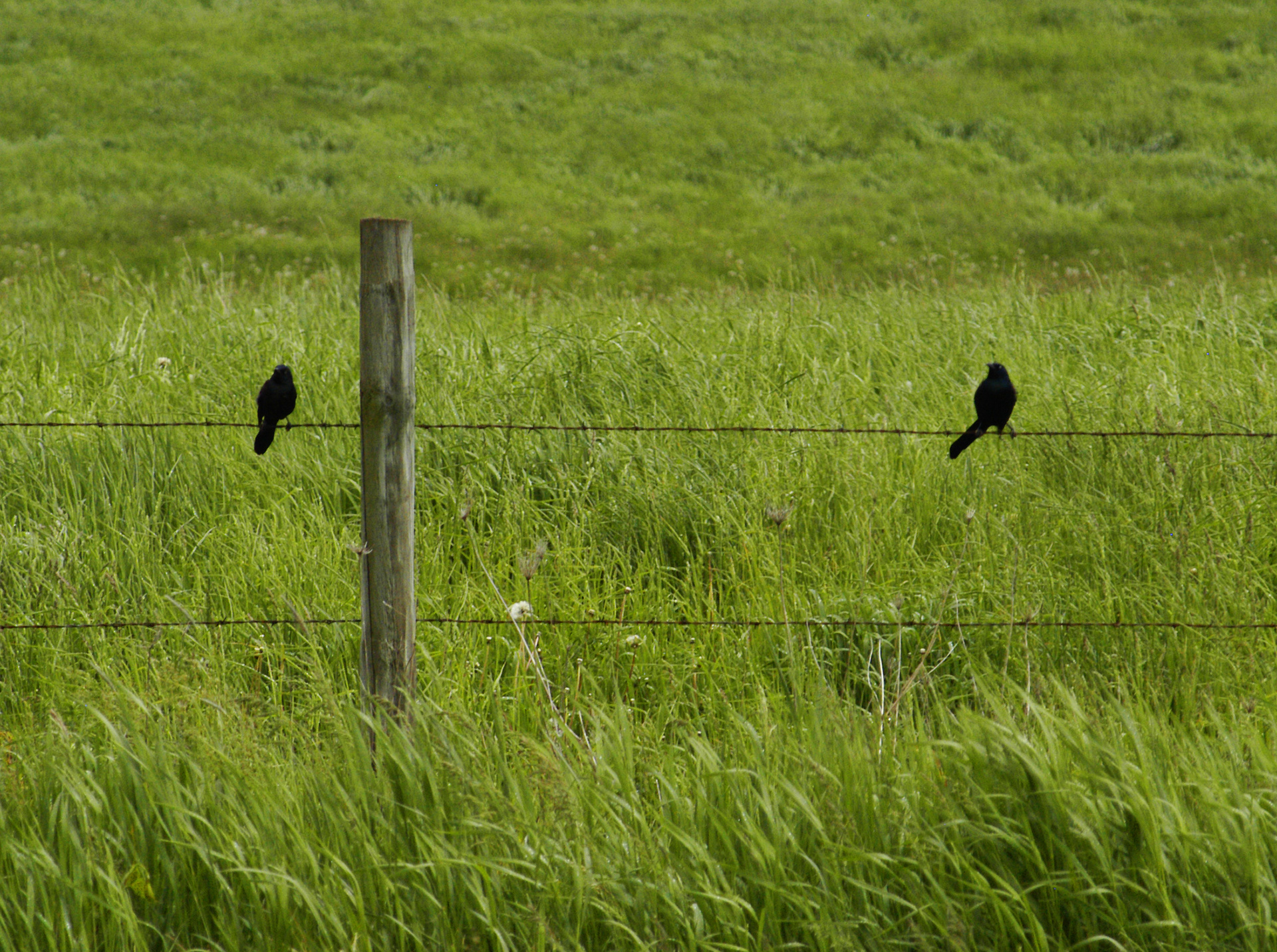 red winged blackbirds