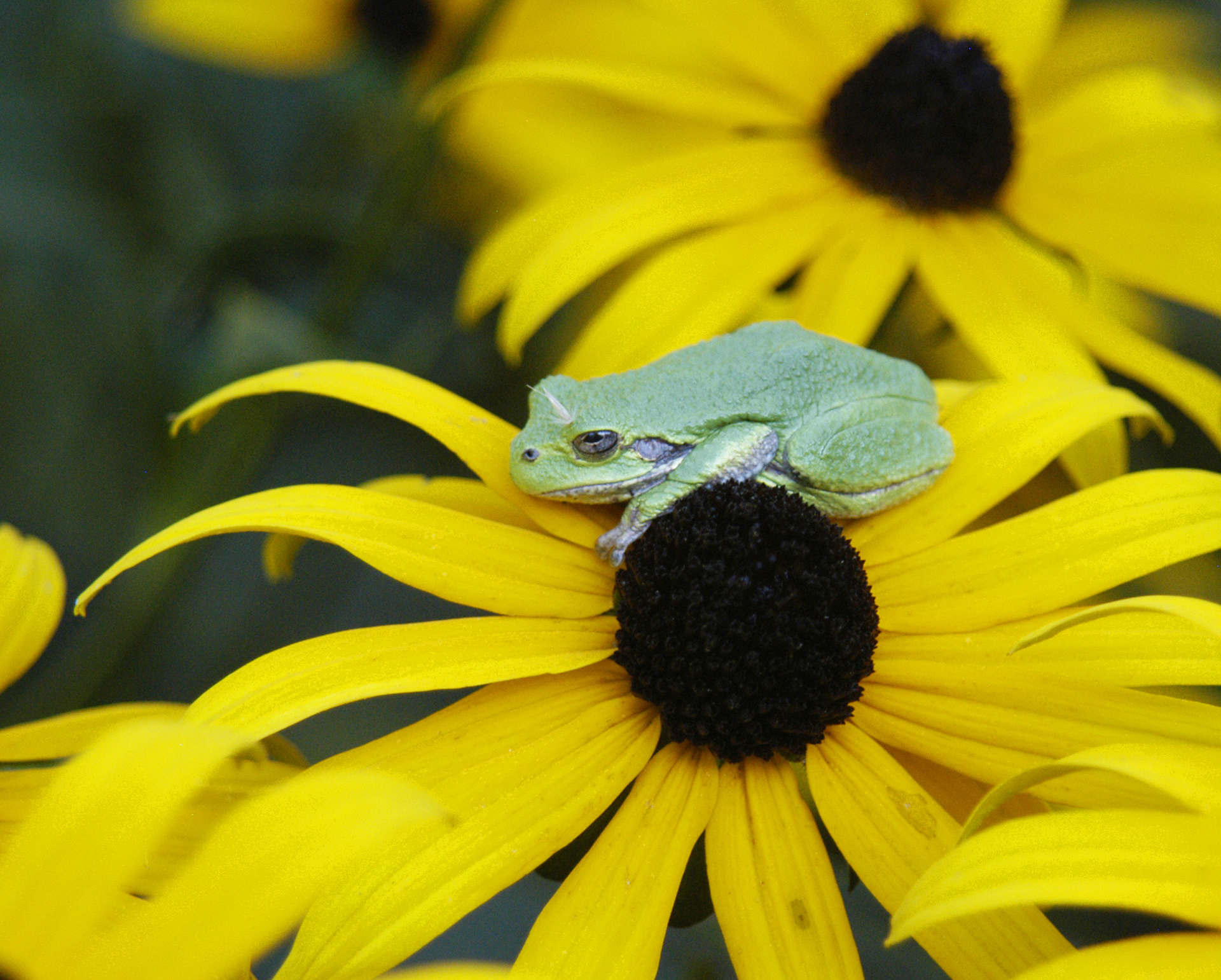 cone flower frog