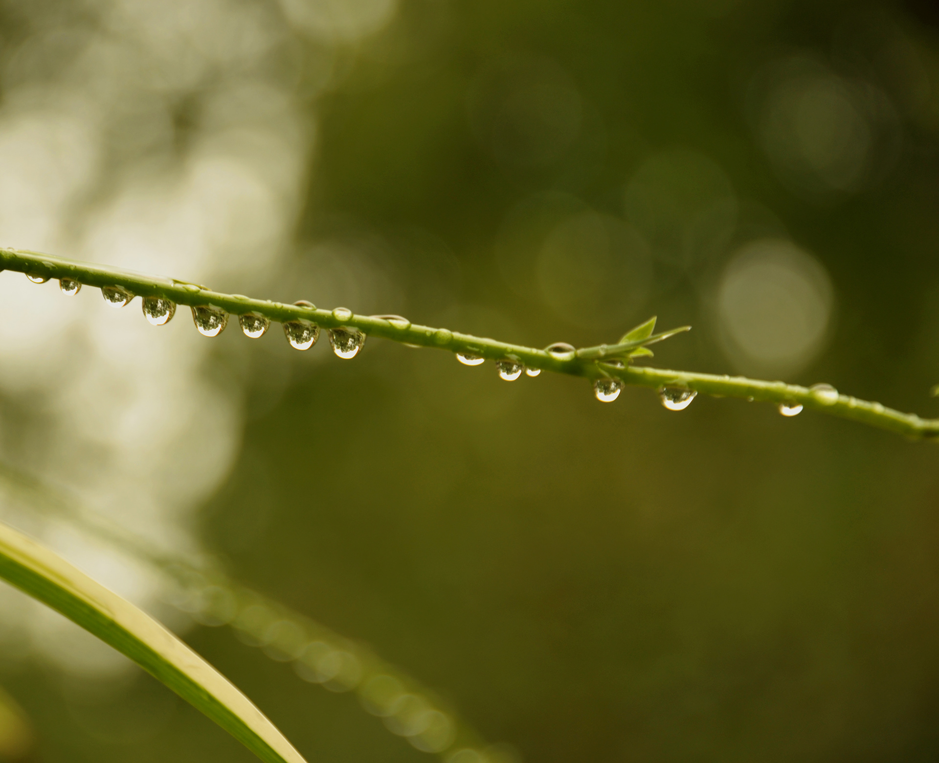water drops