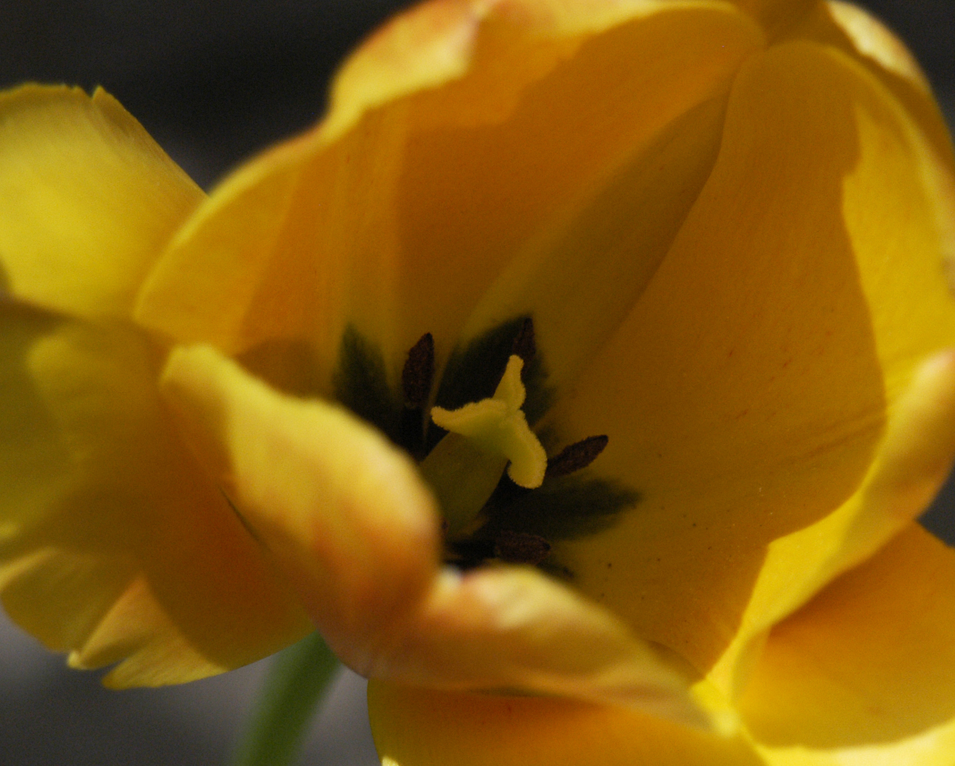 yellow tulip
