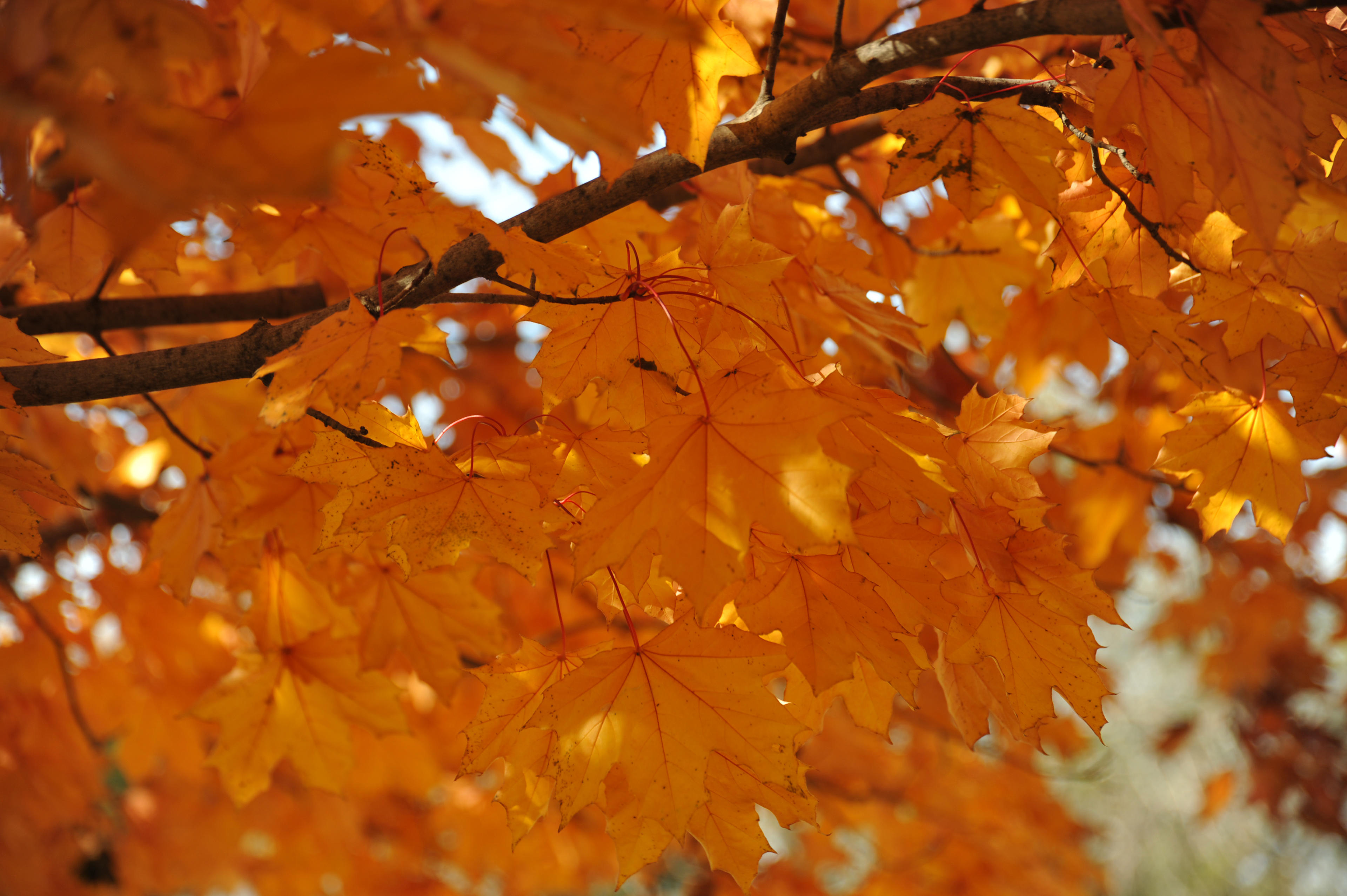 orange maple leaves