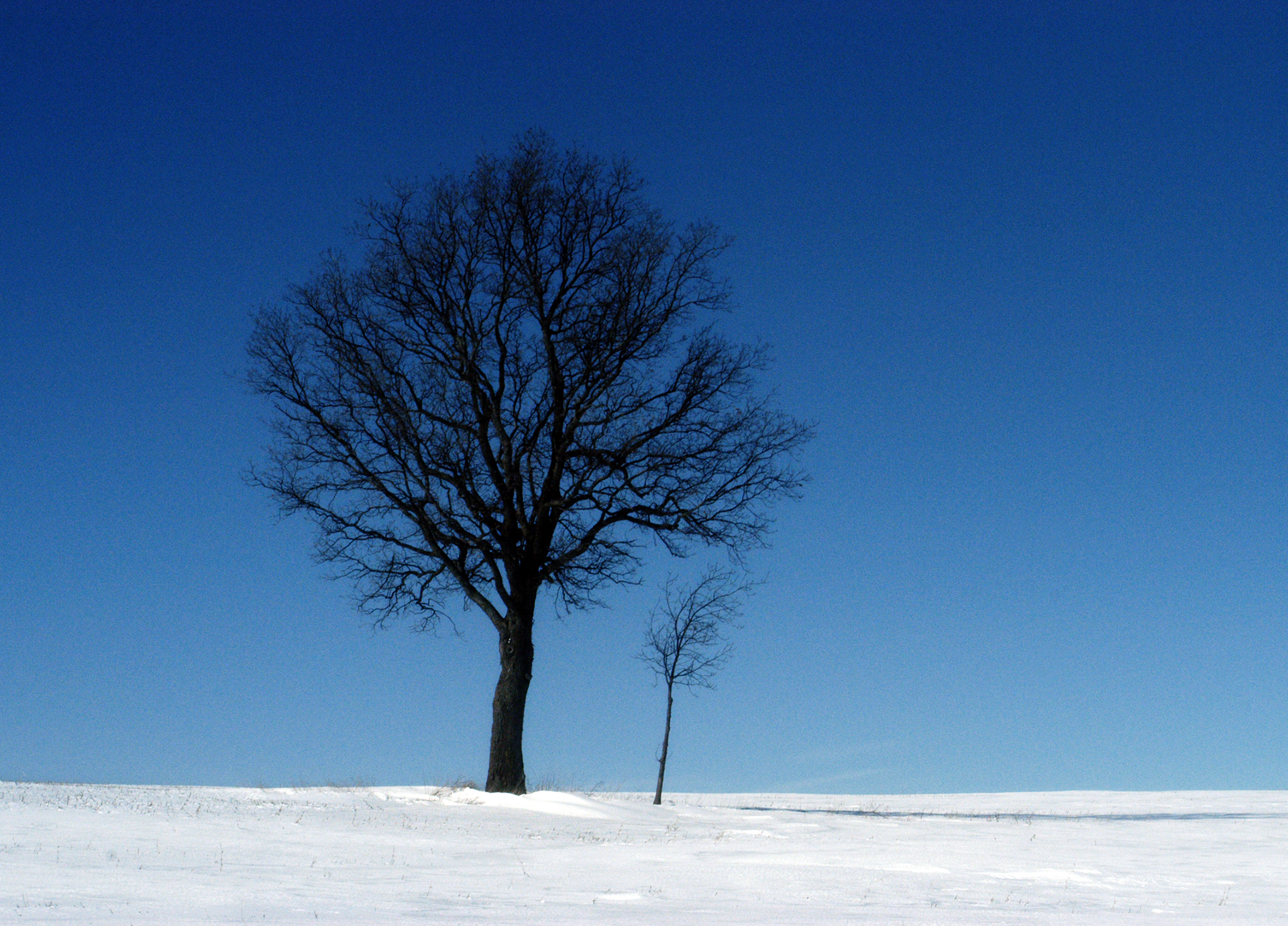 winter trees
