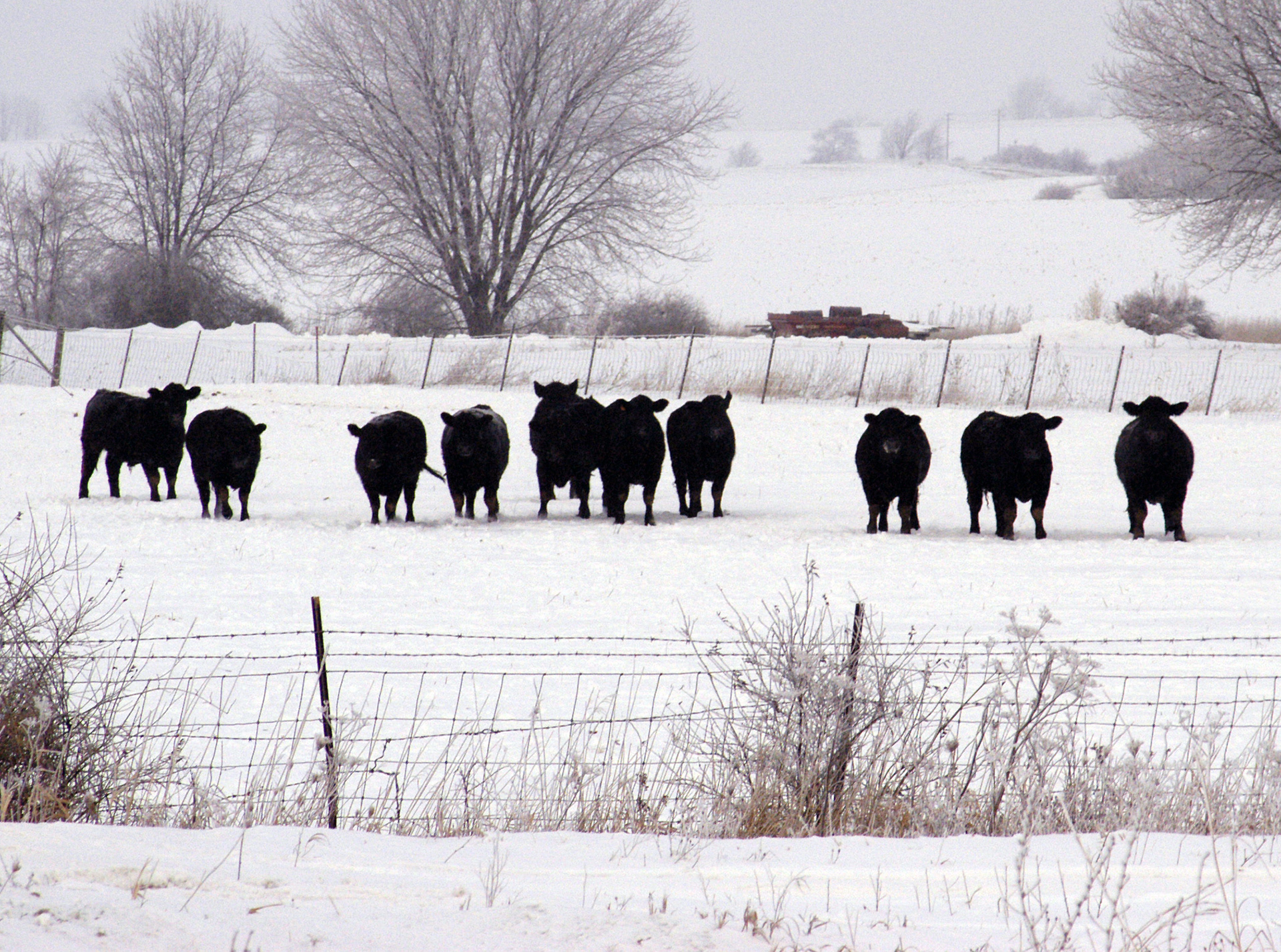 snowy cattle