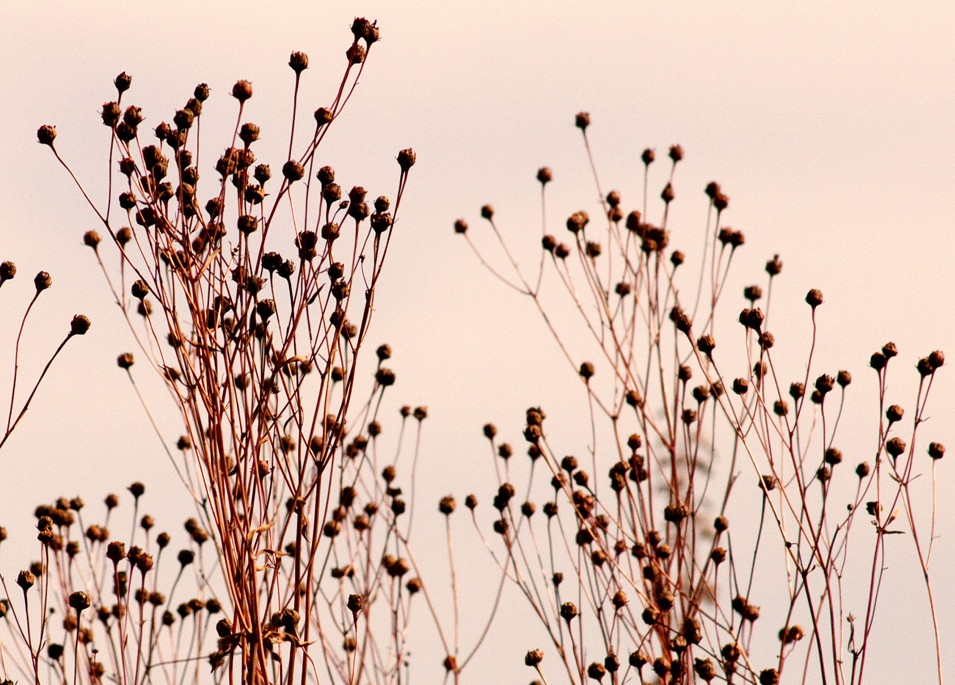 coneflower remnants
