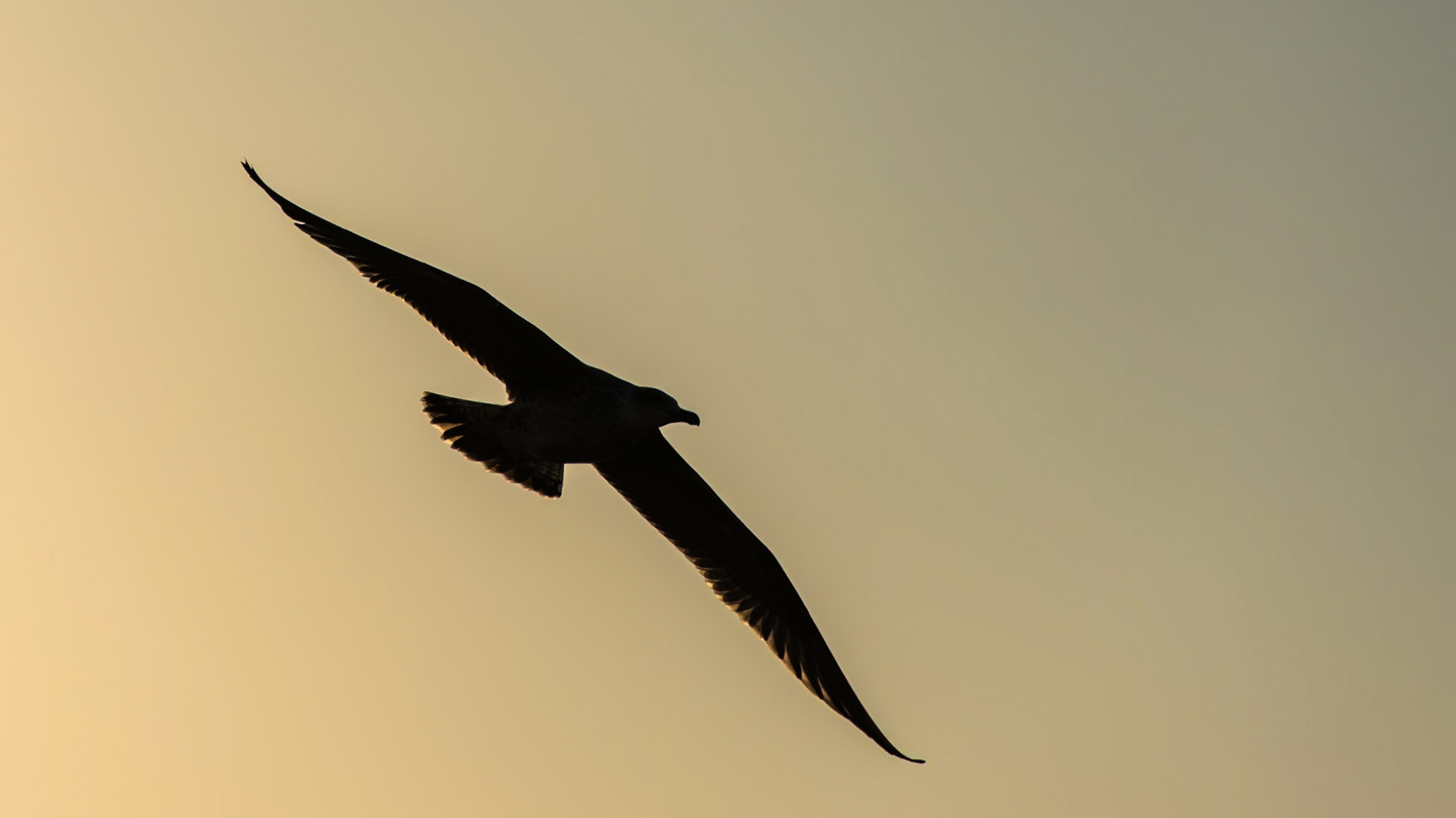 Flying