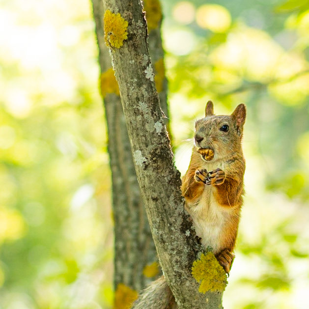 Cute Squirrel