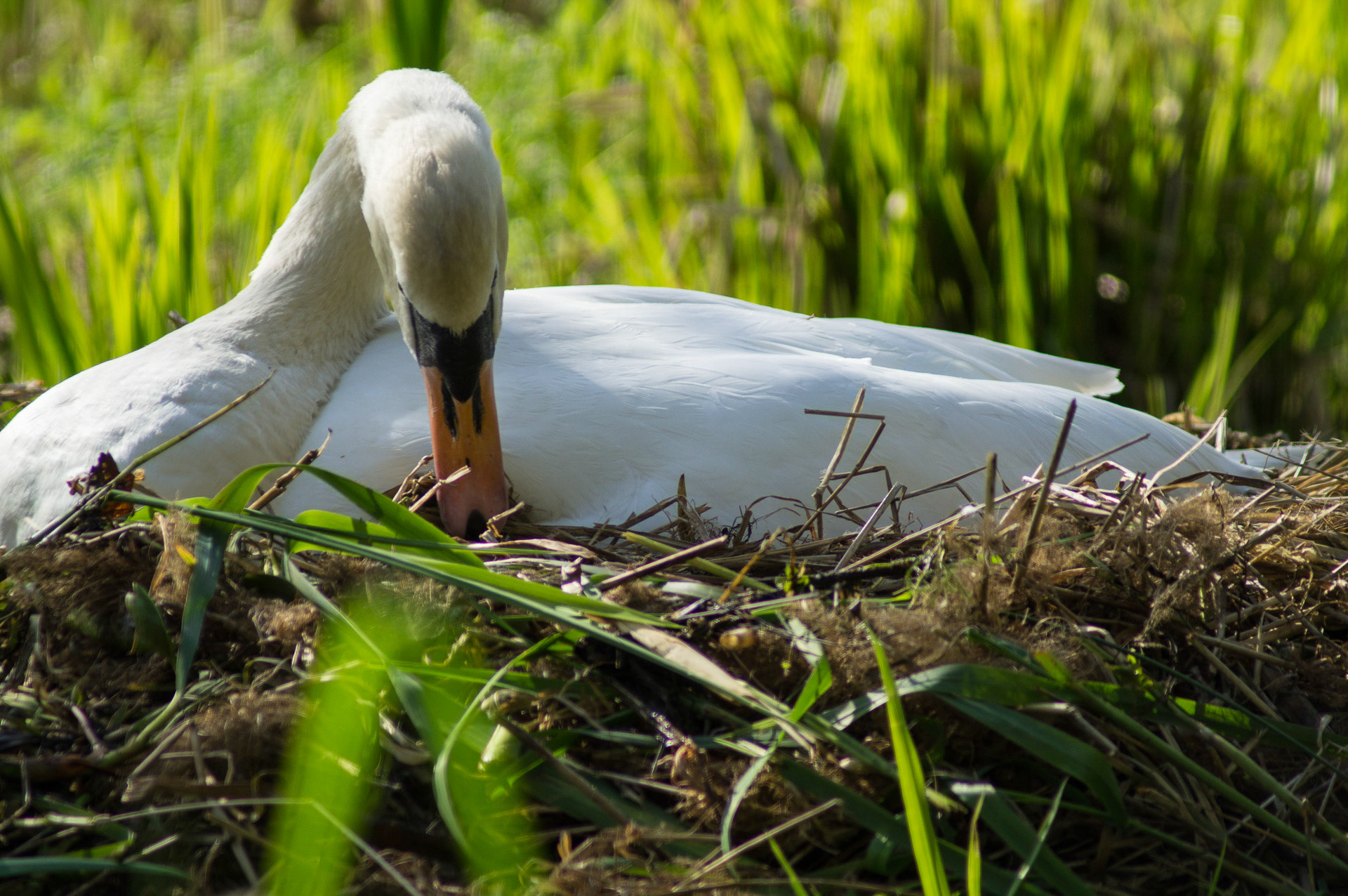 Mute Swan