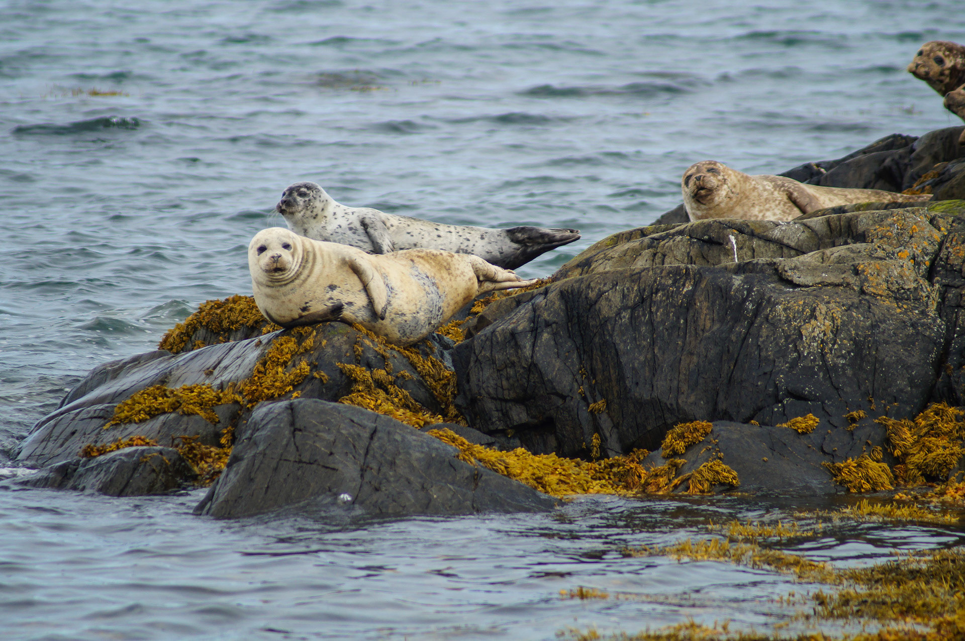 Harbour Seals