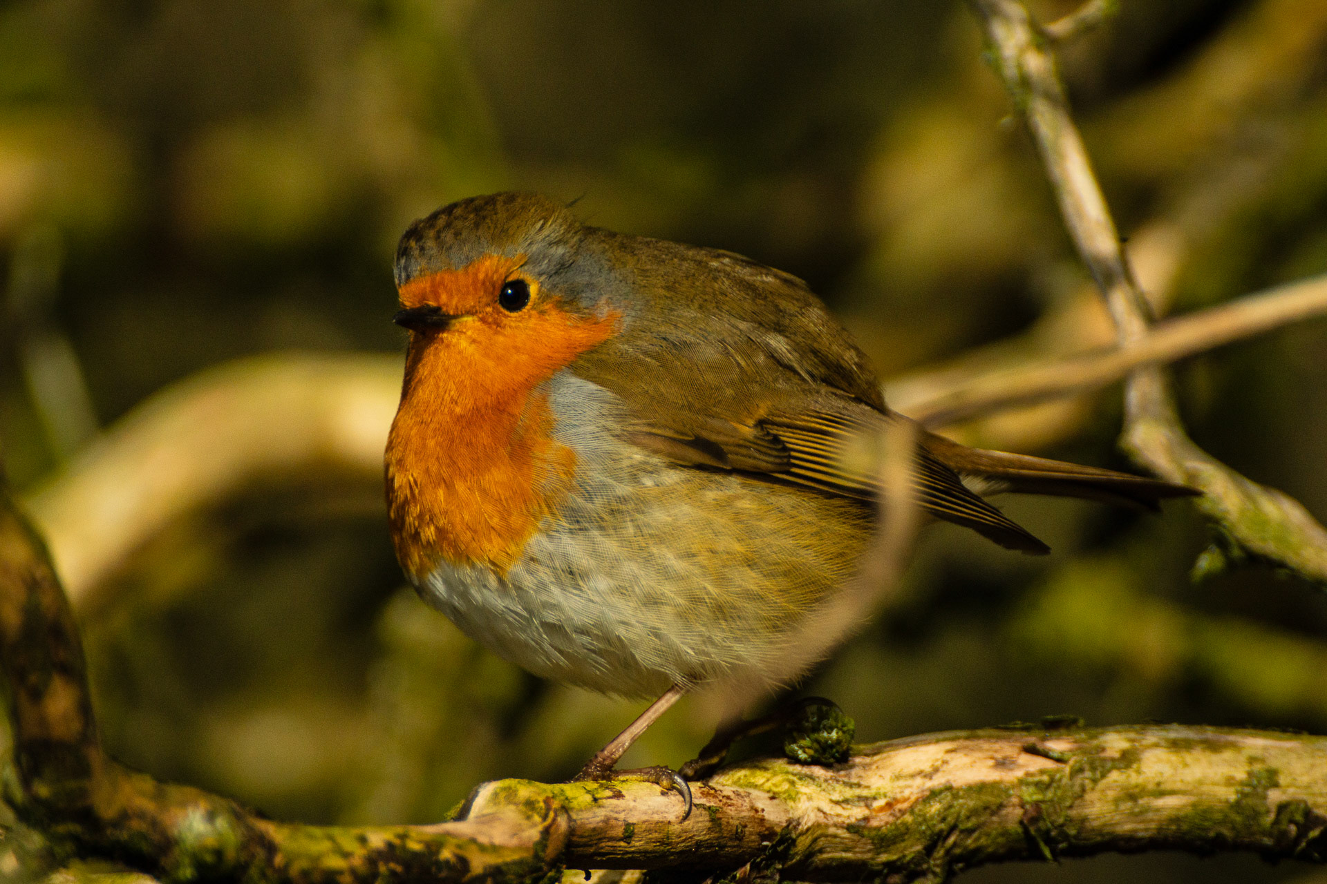 Eurasian Robin