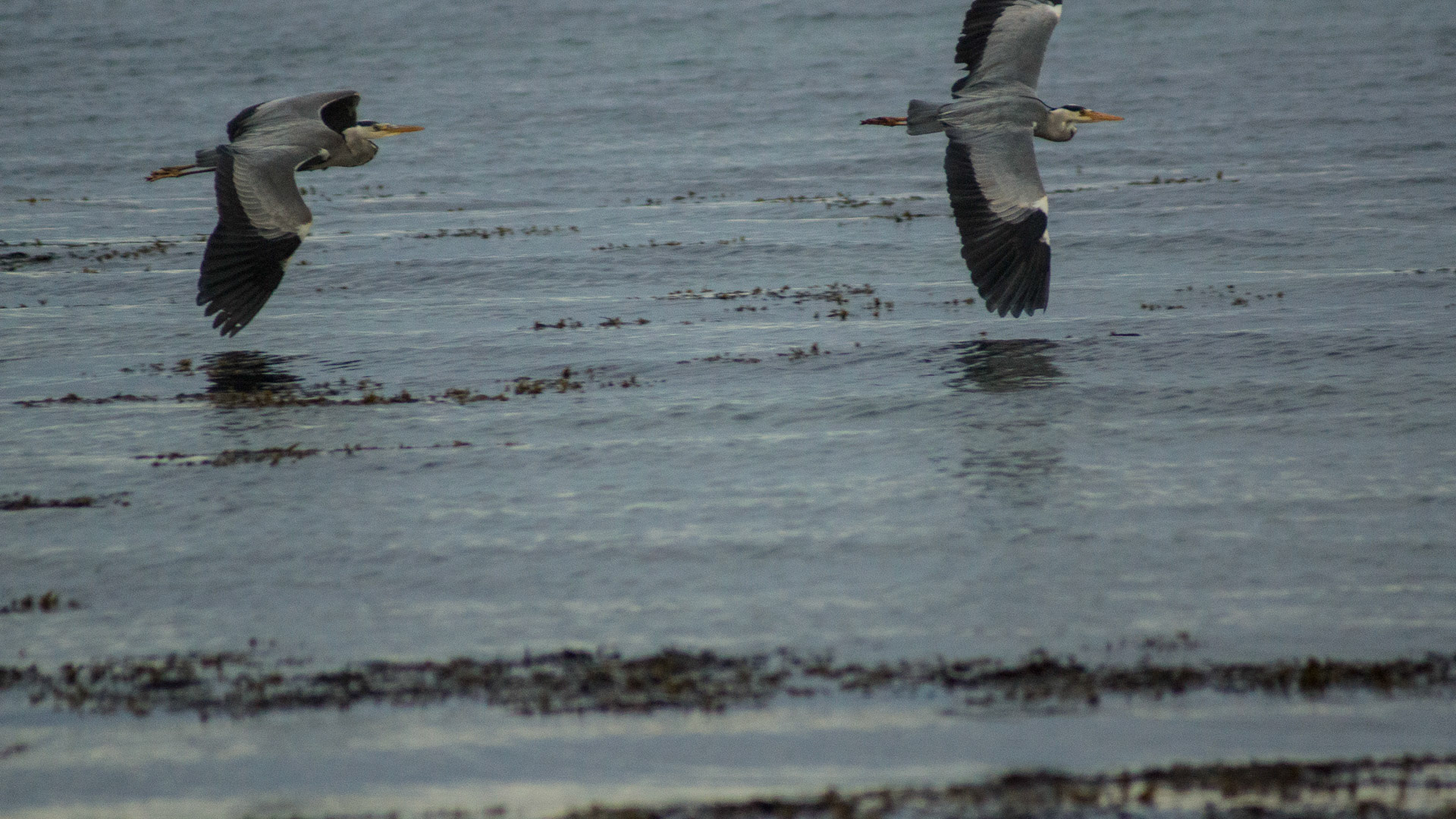 Grey Herons fighting over territory