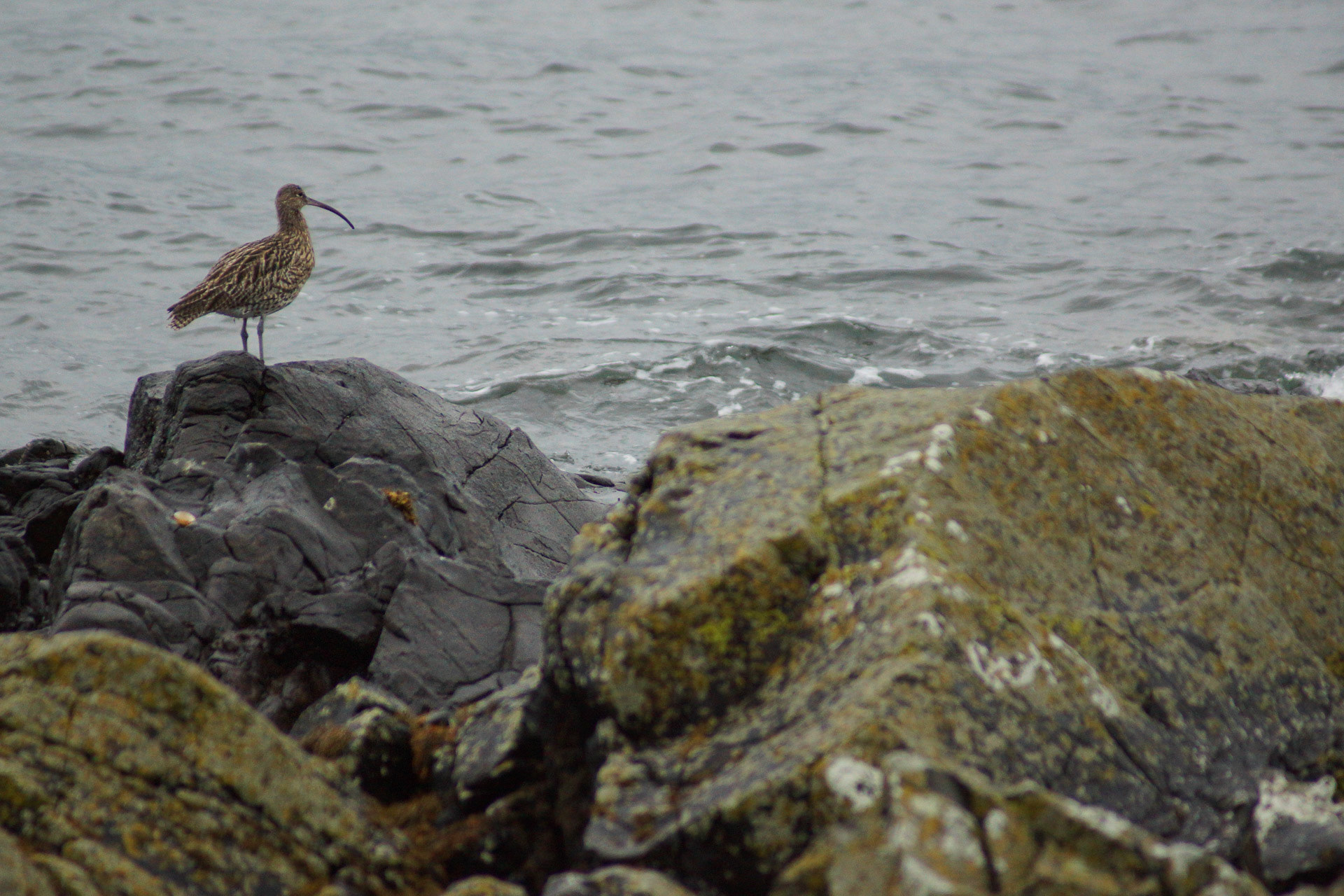 Curlew