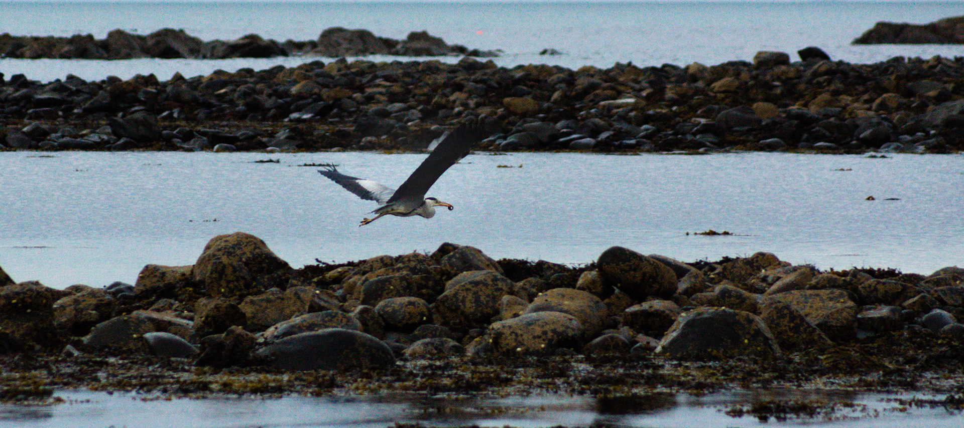 Heron in Flight