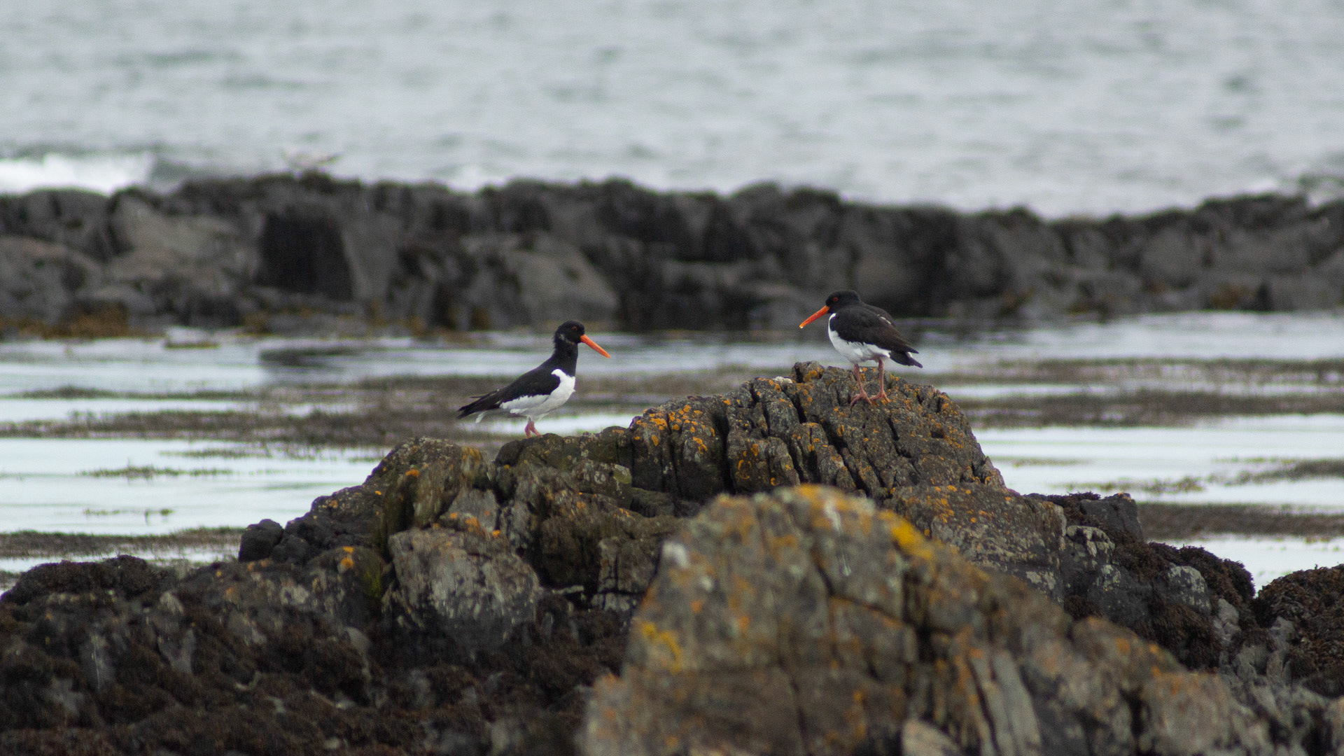 Oystercatchers