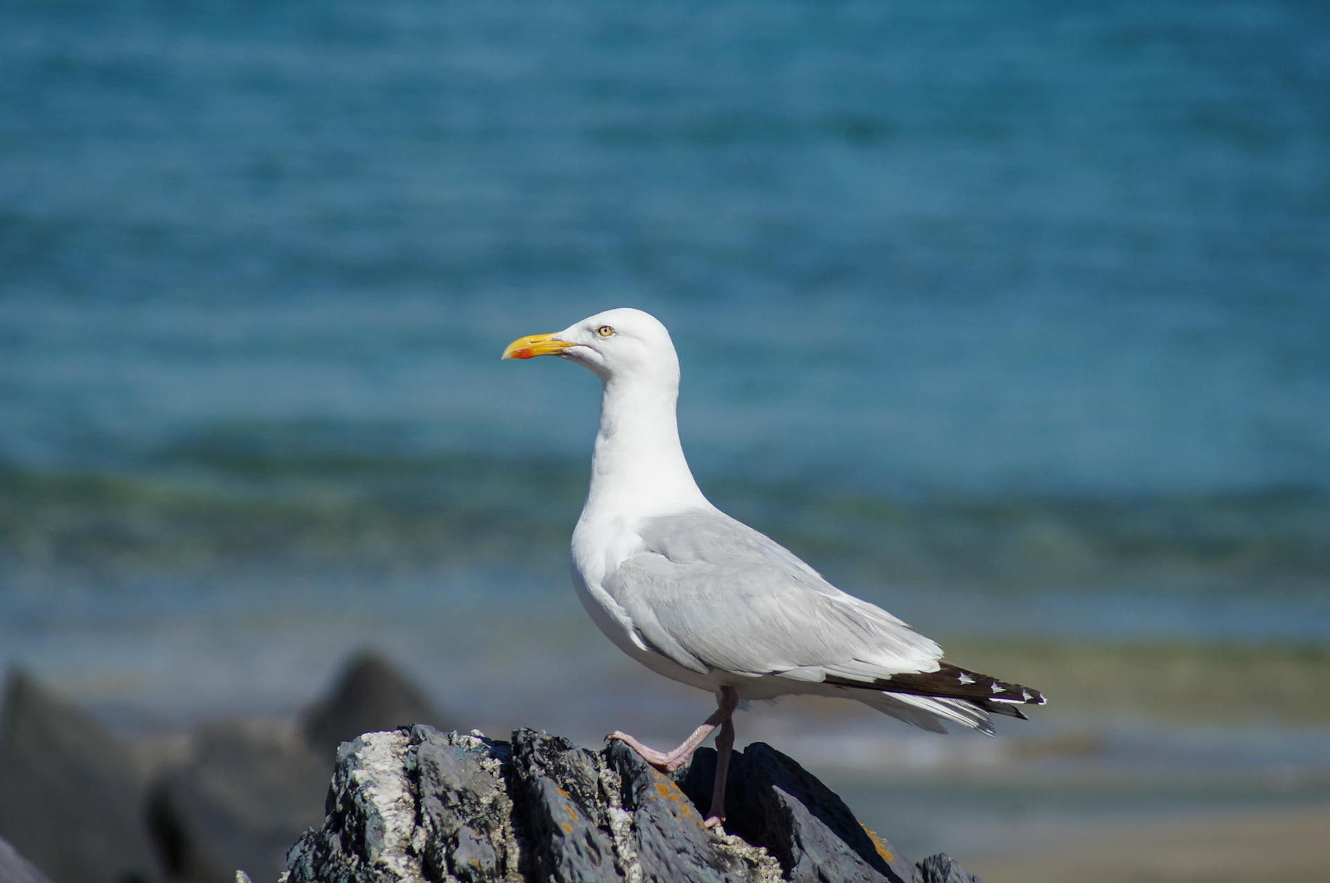 Herring Gull =  Great Blasket Island
