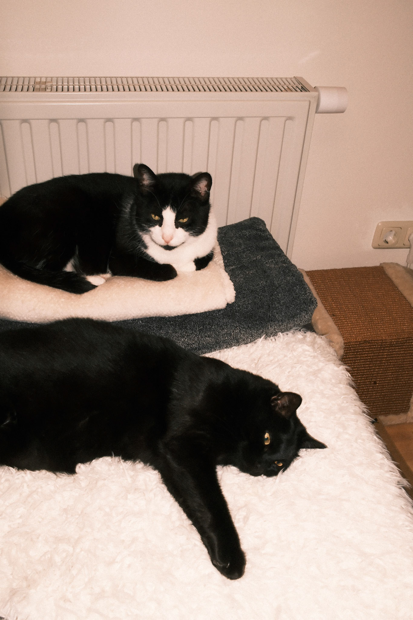 18.07.2025 / Cats - Fuji X100VI