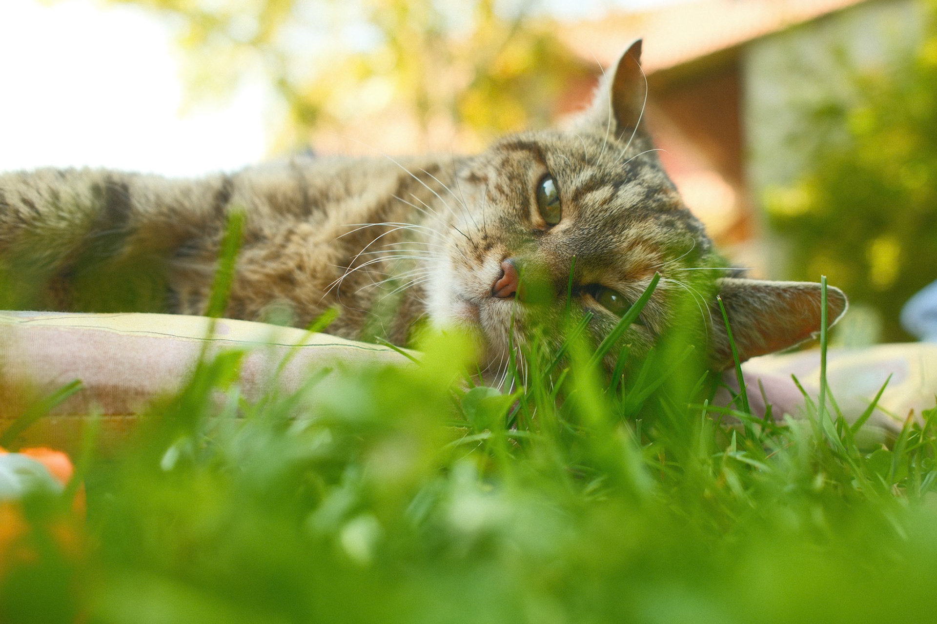 10.08.2025 / Momo - Fuji X100VI