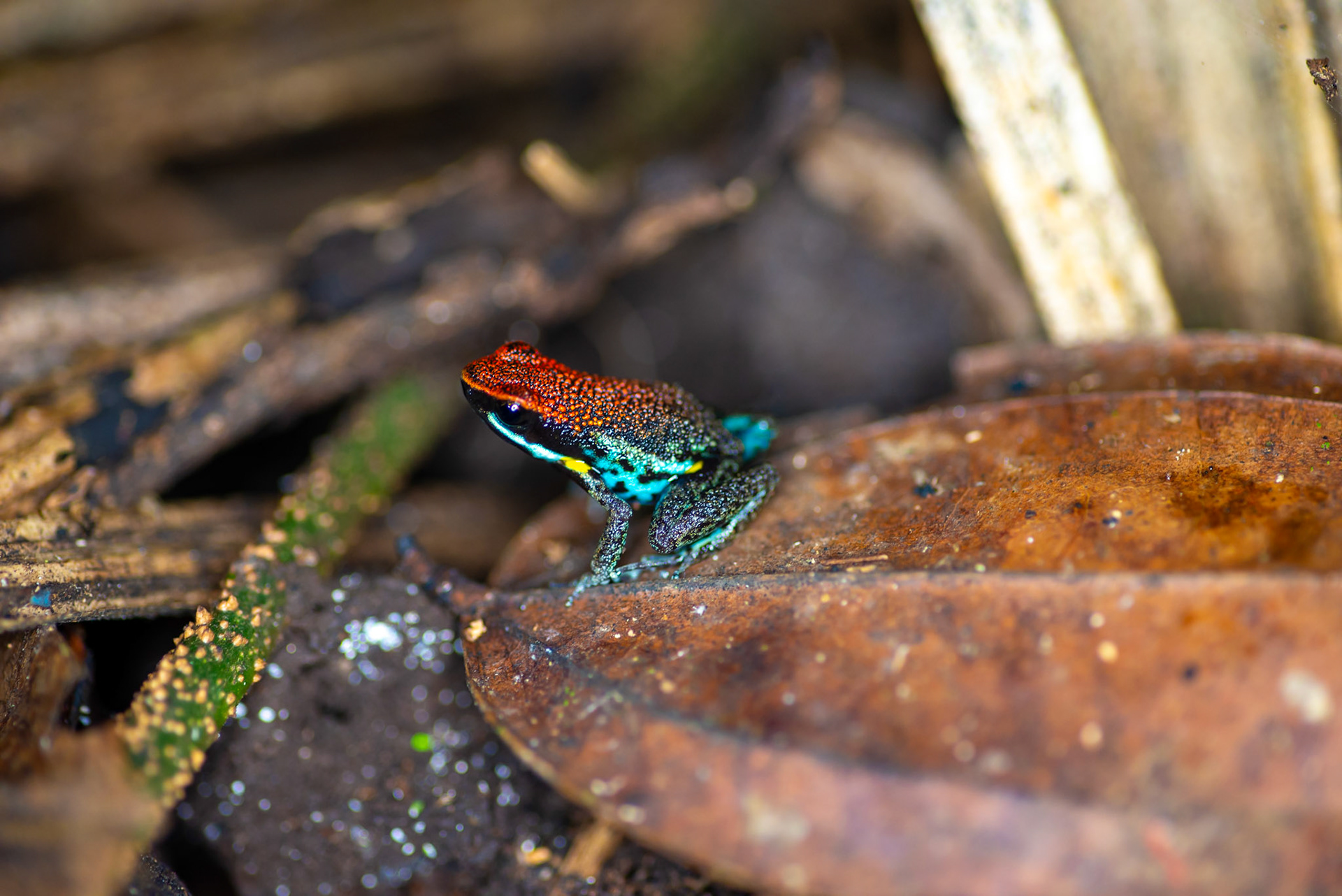Poison dart frog (Ameerega bilinguis)