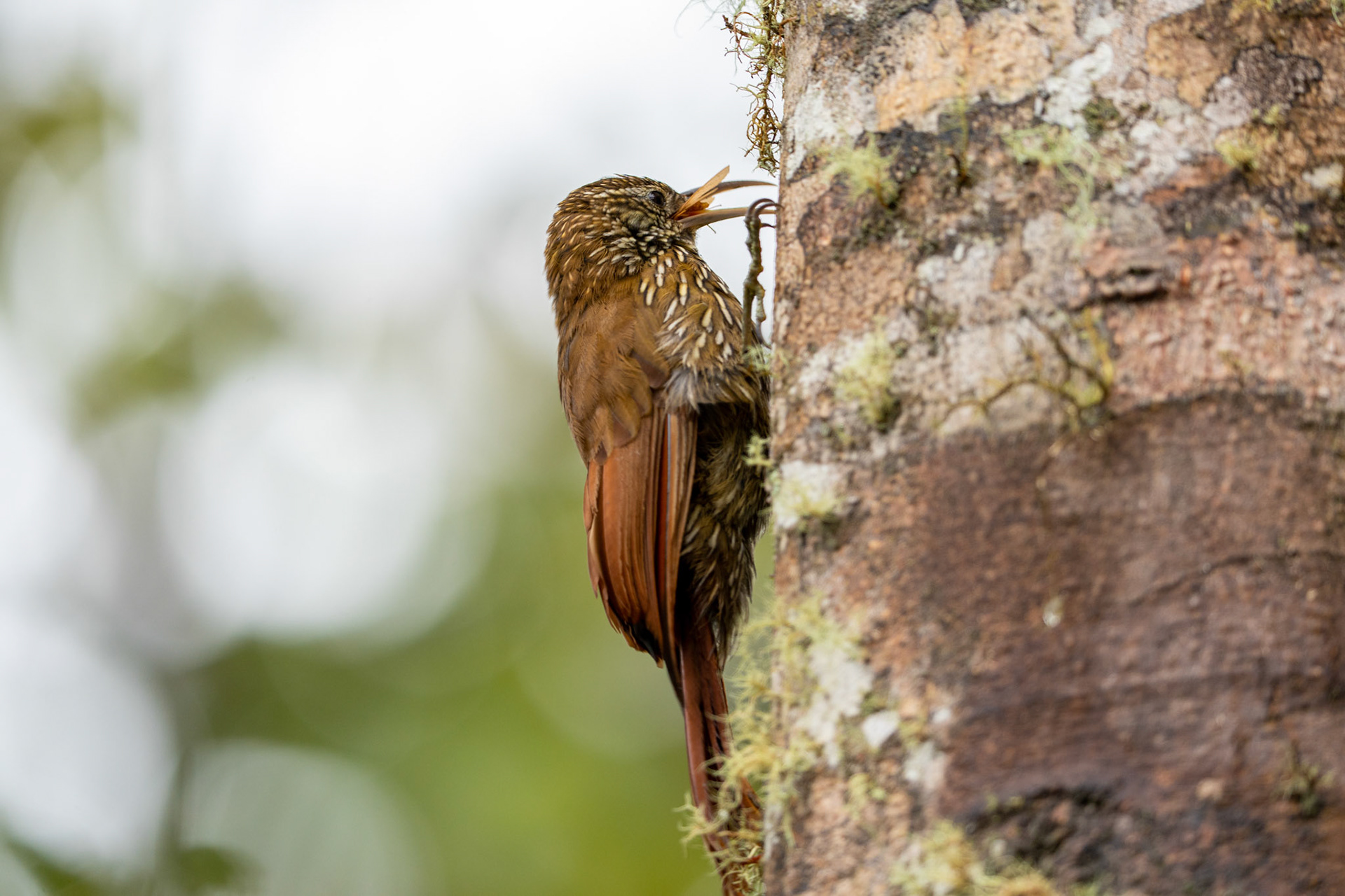 Montane Woodcreeper