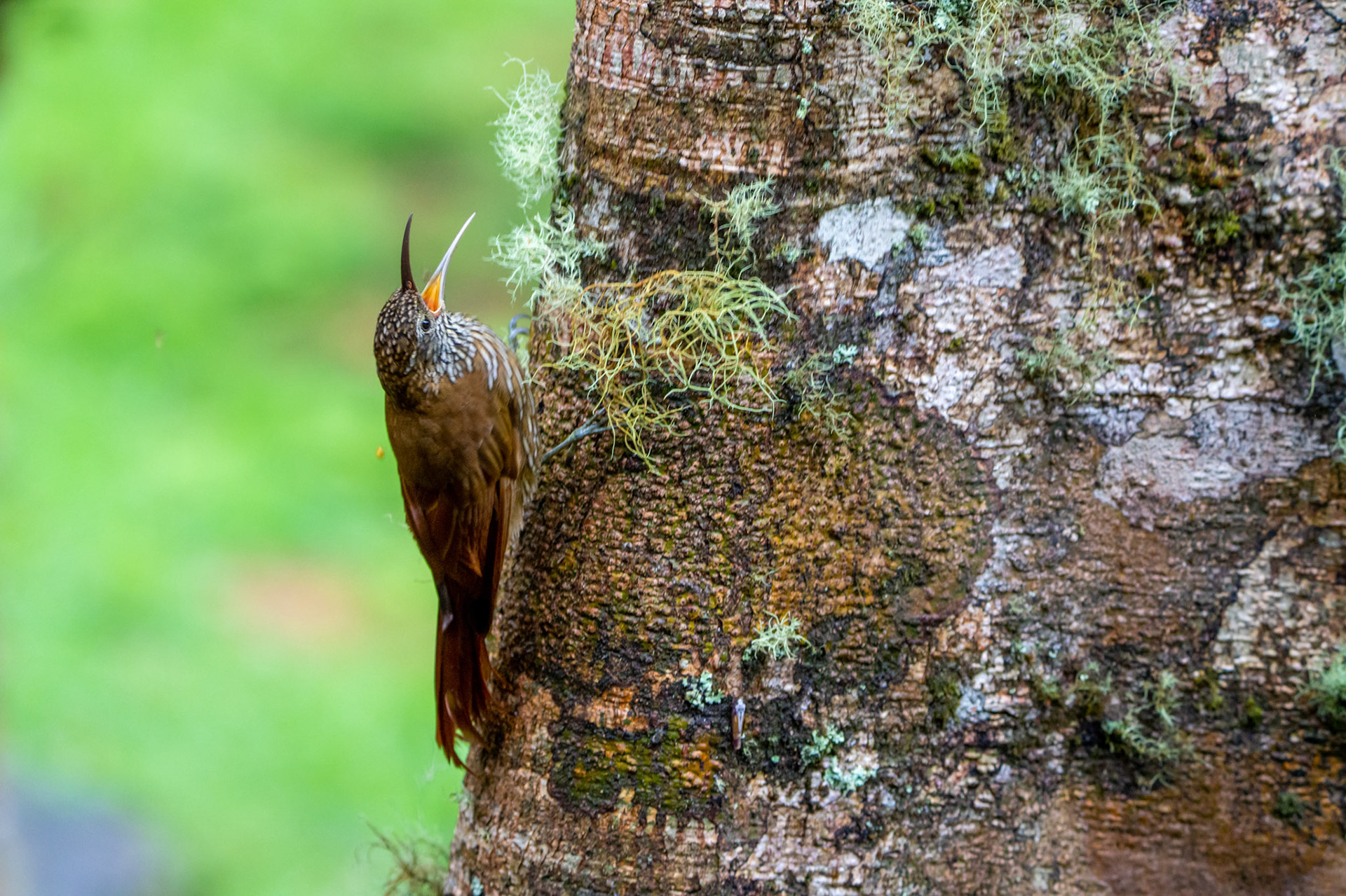 Montane Woodcreeper