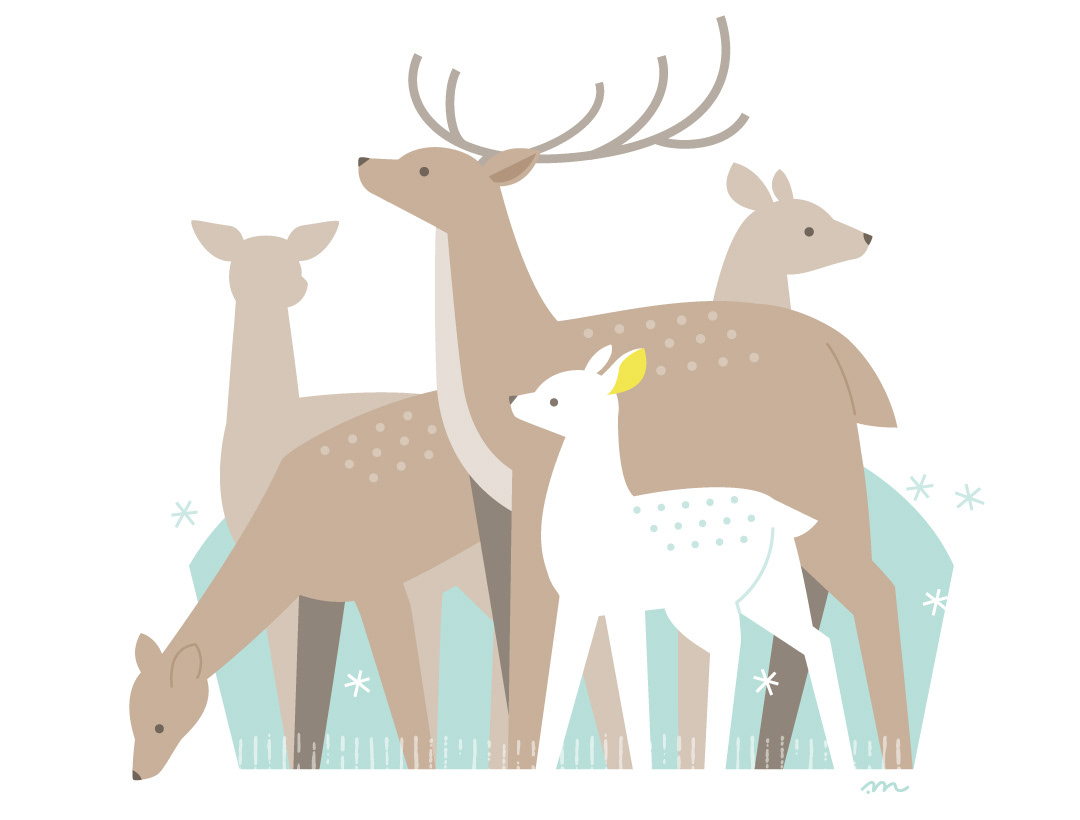 白い小鹿と鹿の群れ