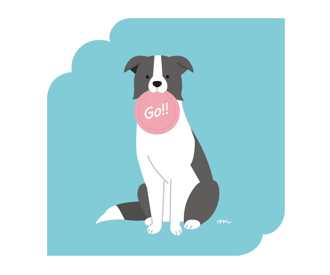 ボーダーコリーとフリスビー