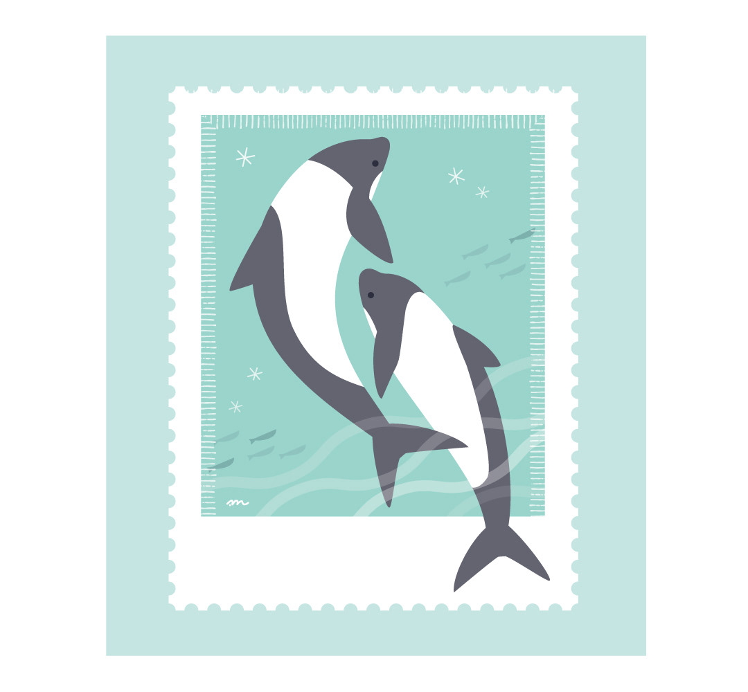 海で遊ぶイロワケイルカ