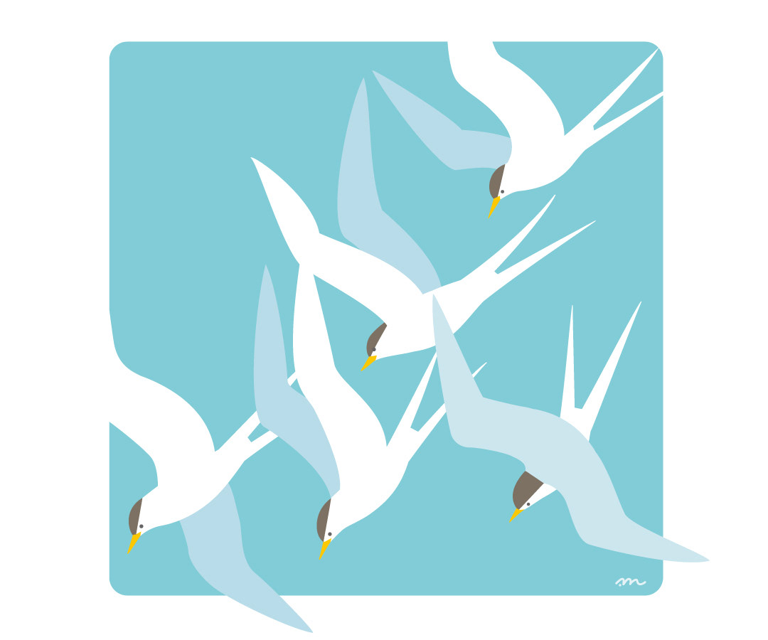 夏空のアジサシの群れ