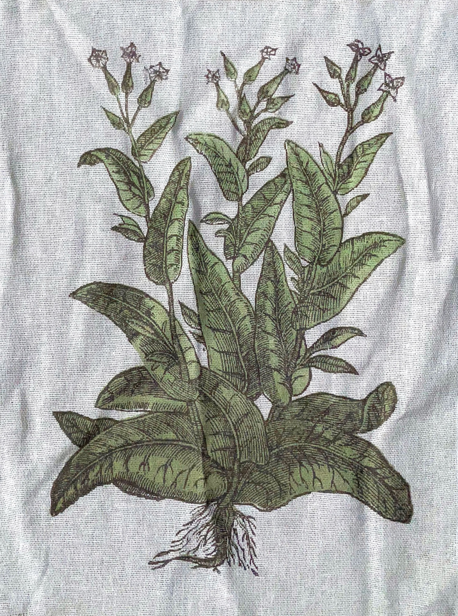 "1st published illustration of Nicotiana Tabacum, from 1571, originally in linocut by Nicolas Monardes" printed on tobacco cloth
