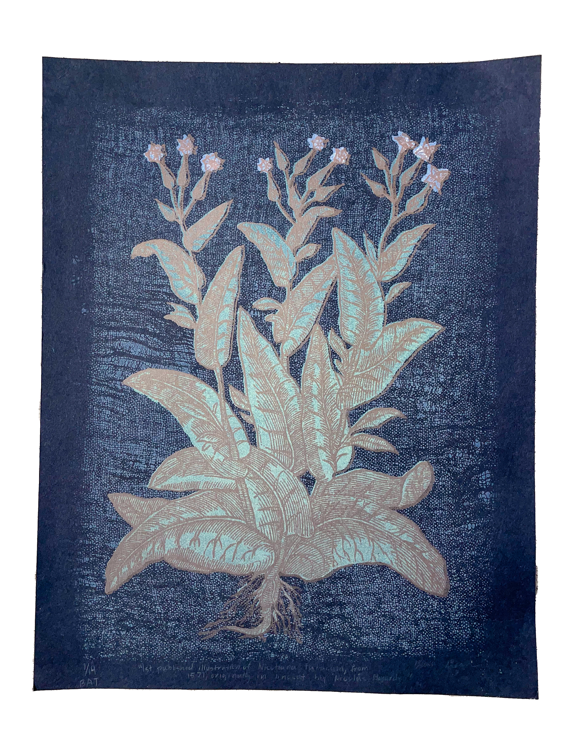 BAT "1st published illustration of Nicotiana Tabacum, from 1571, originally in linocut by Nicolas Monardes"