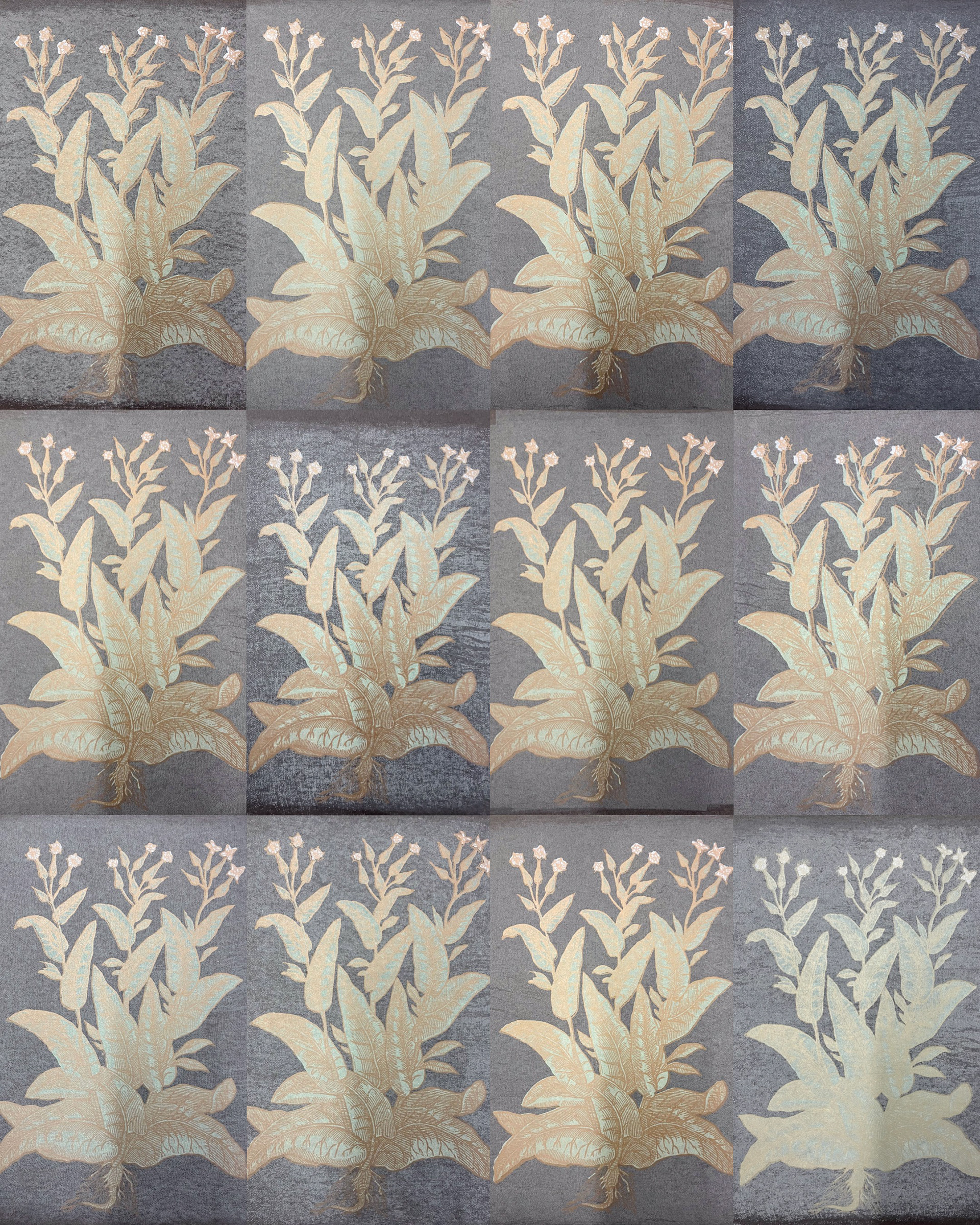 All 12 prints of "1st published illustration of Nicotiana Tabacum, from 1571, originally in linocut by Nicolas Monardes"