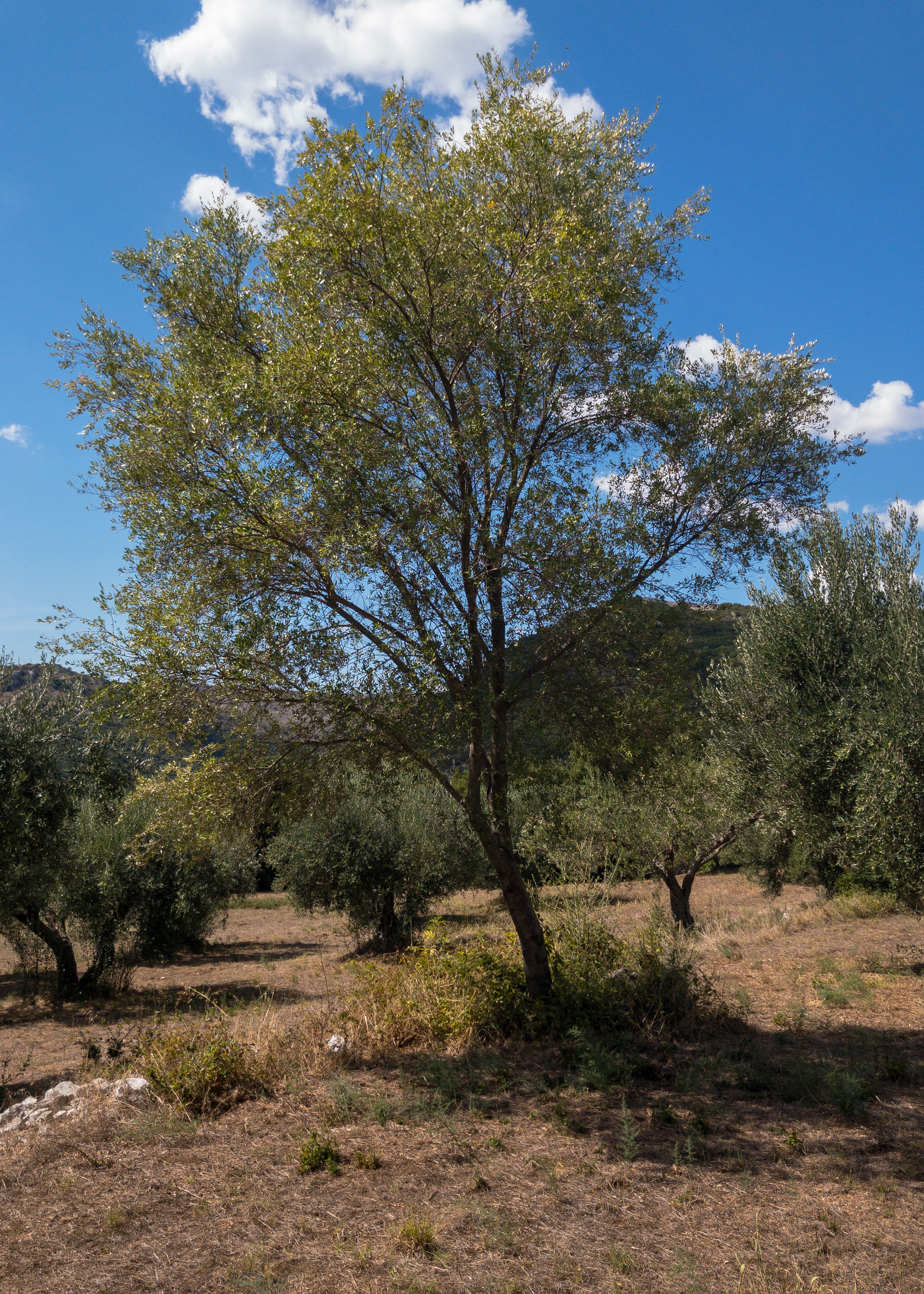 Wild Olive Tree I © Nicholas V. K.