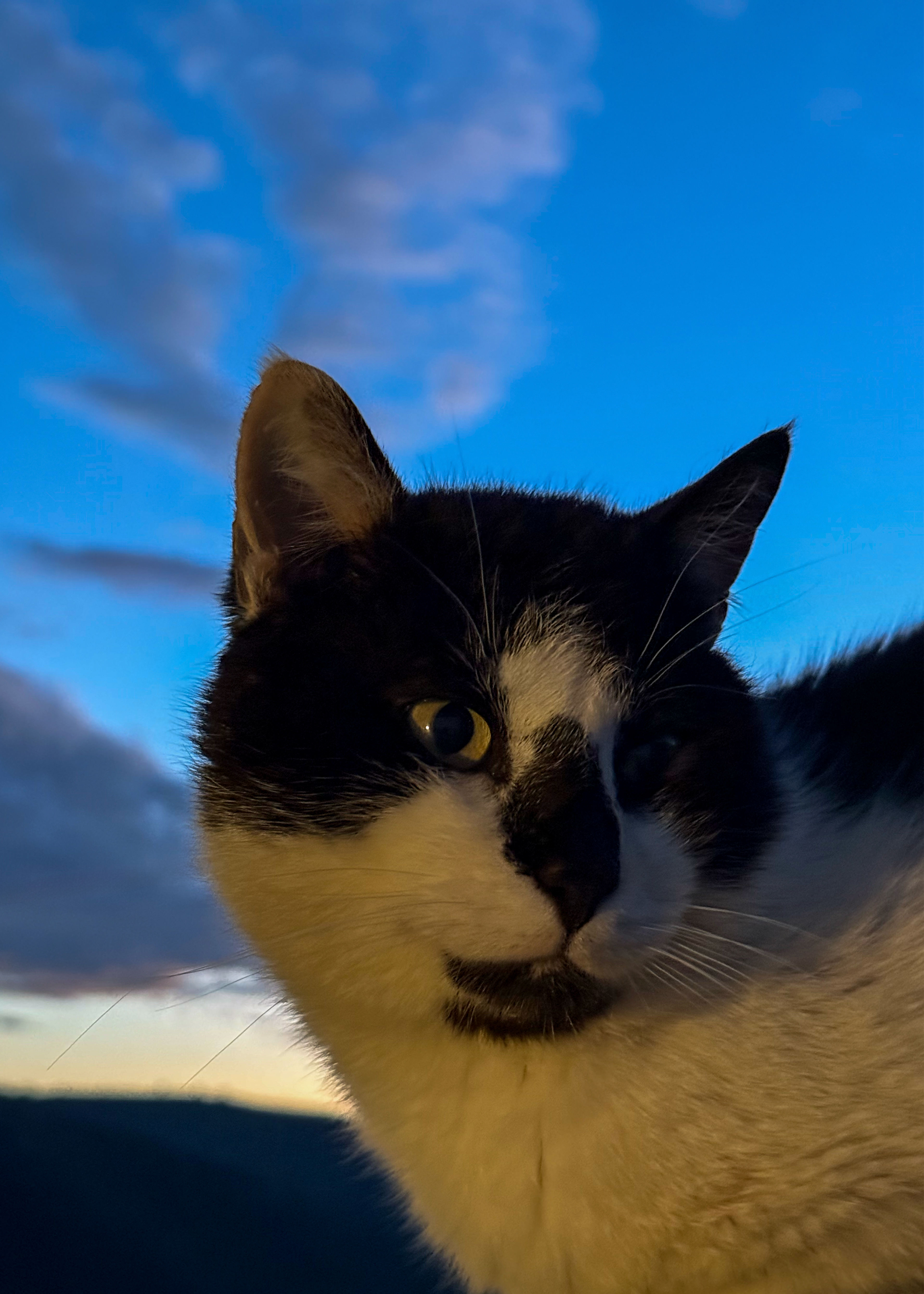 Aryvvas, The Molosian King © Nicholas V. K.