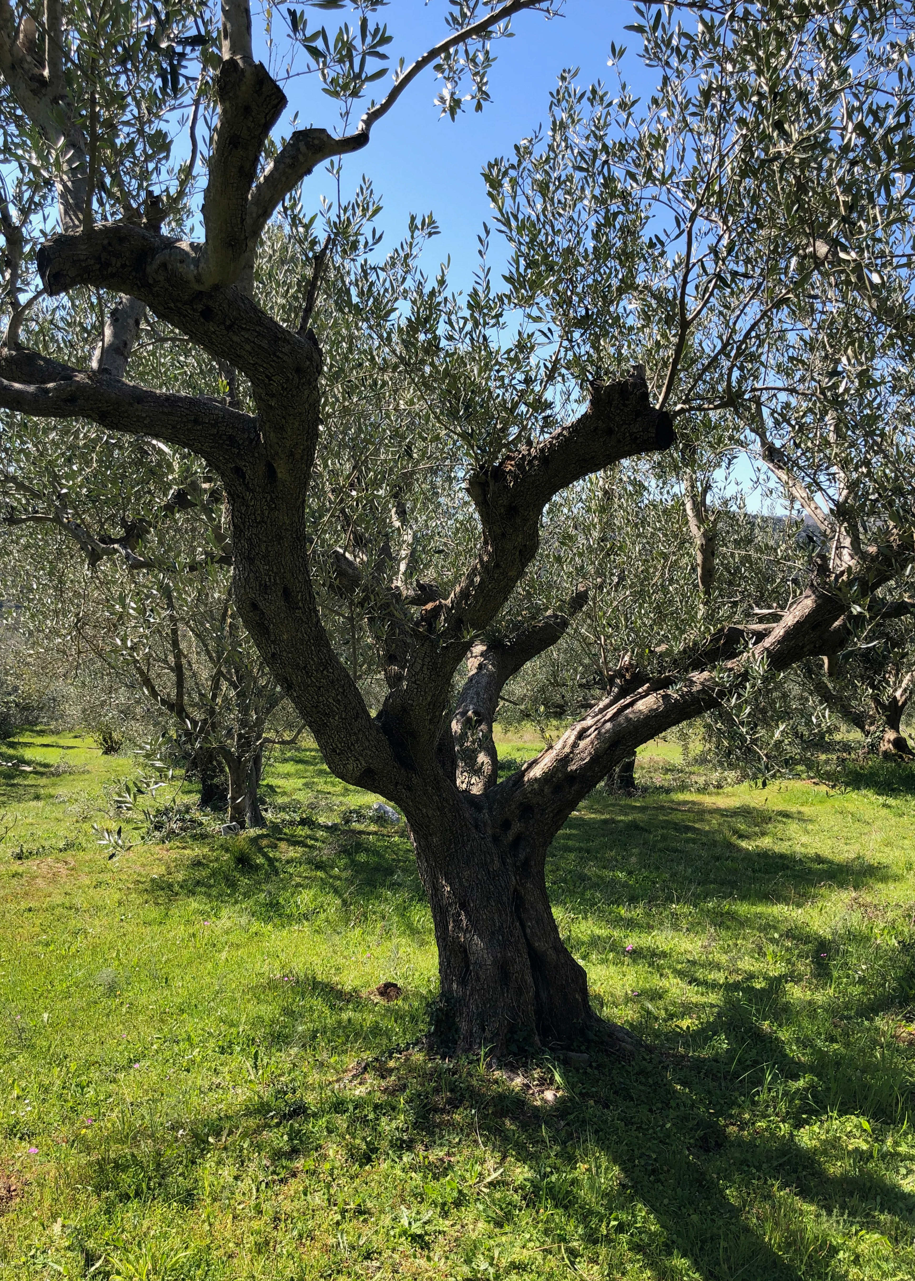 HORRAON Olive Grove © Nicholas V. K.