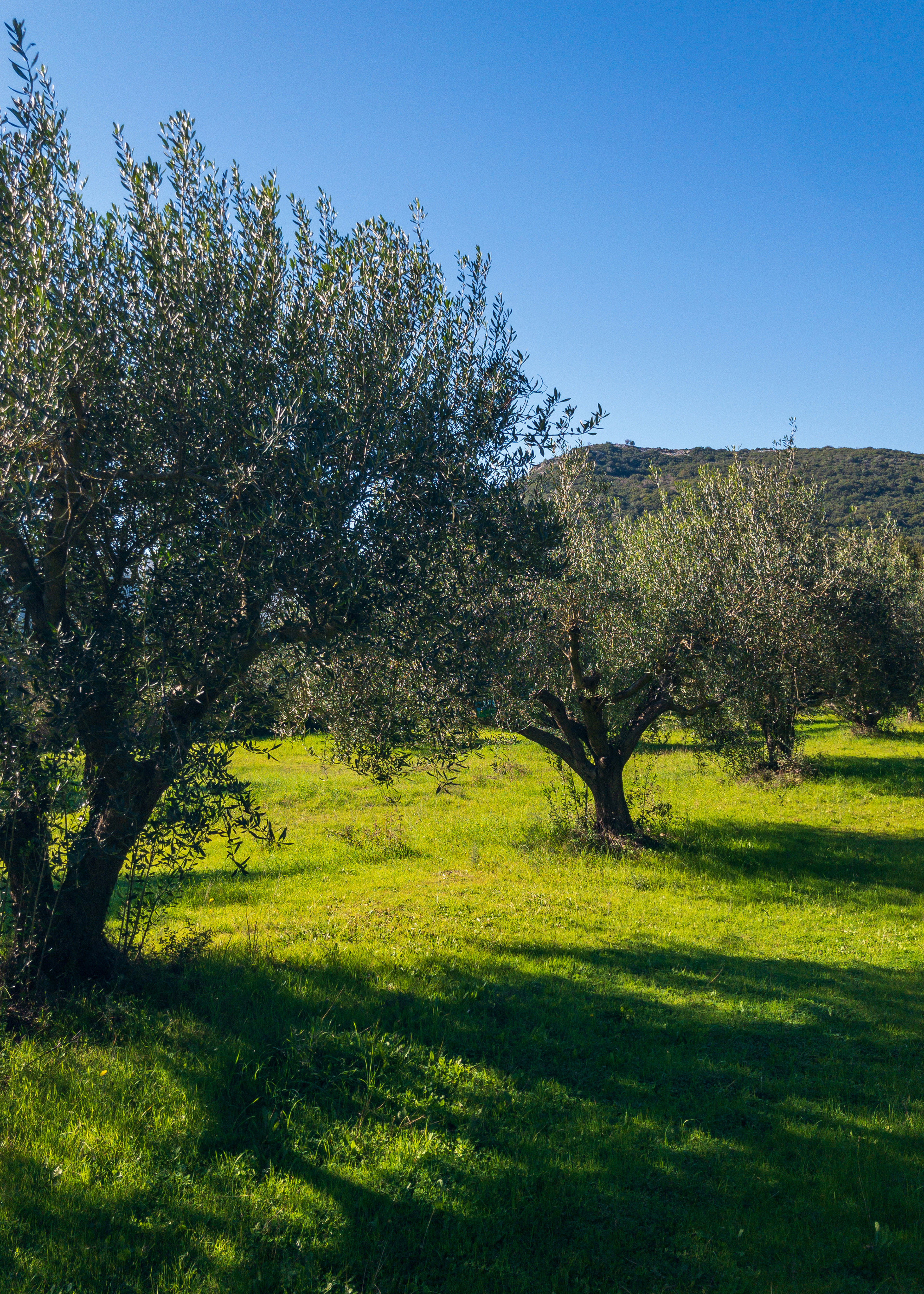 HORRAON Olive Grove © Nicholas V. K.