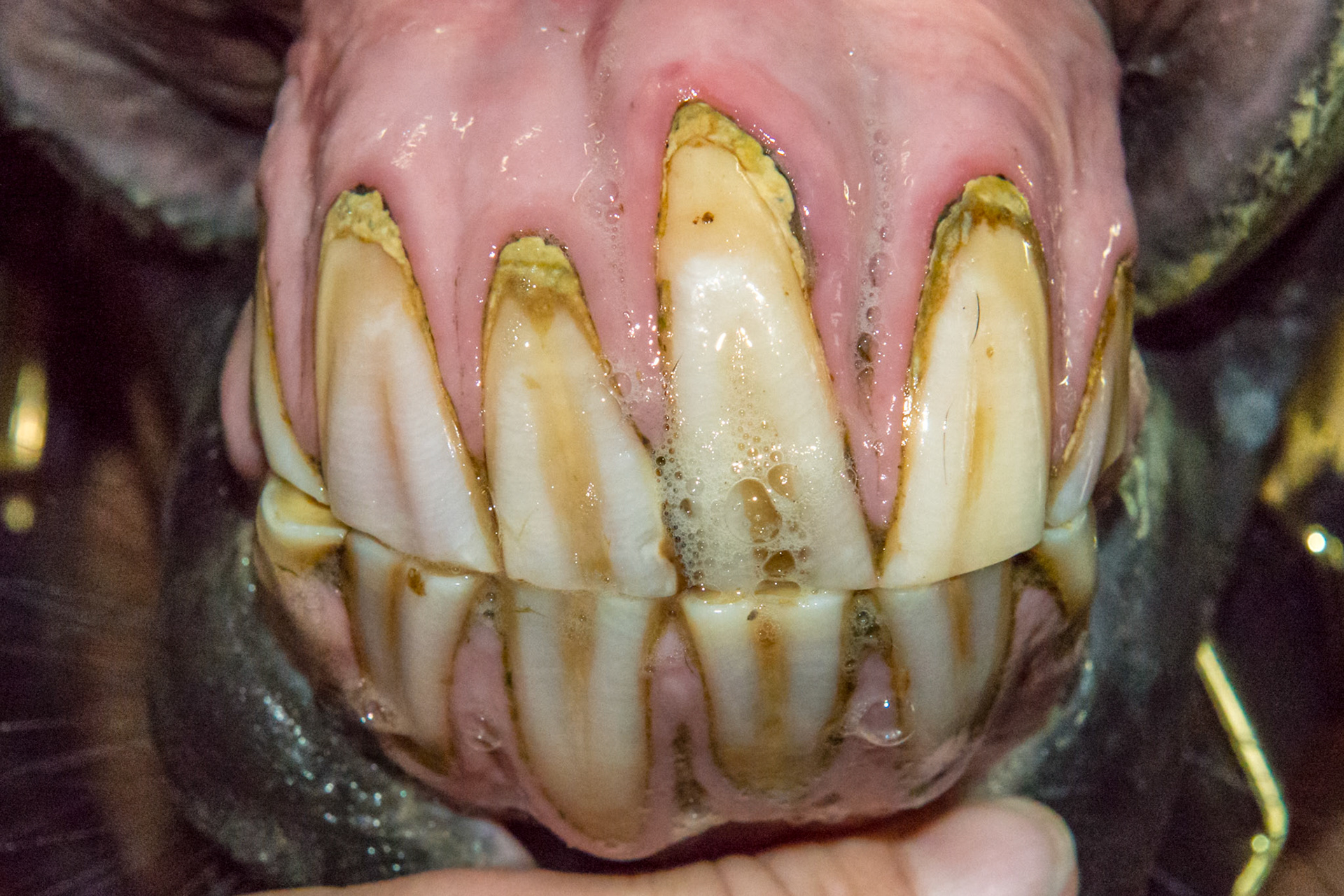 20yr - EOTRH Receding gum line, bulbous incisors, thickening of the gum line.