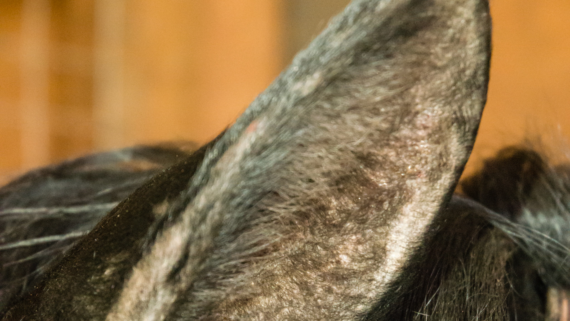 Horse A - culicoides (biting midges) sensitivity on the inside of the ear.