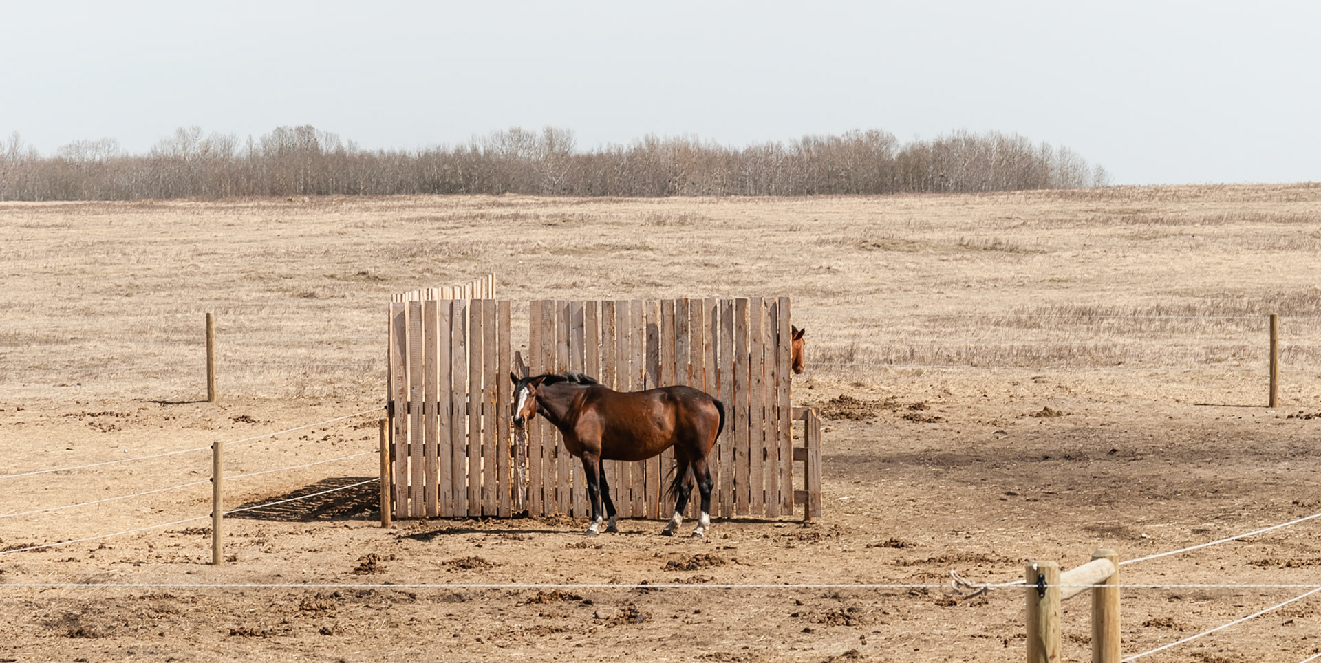 Two walls at right angles is enough of a wind break for these horses in Canada.