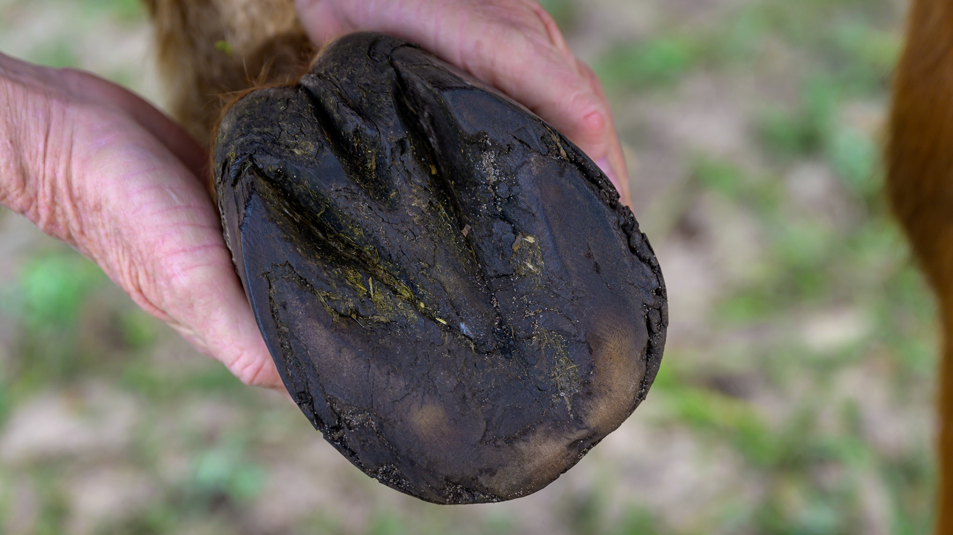 This is a chronic case of laminitis where the sole pad has thickened and hardened to protect the underlying coffin bone.  The hoof wall has thinned and eroded and no longer offers support.