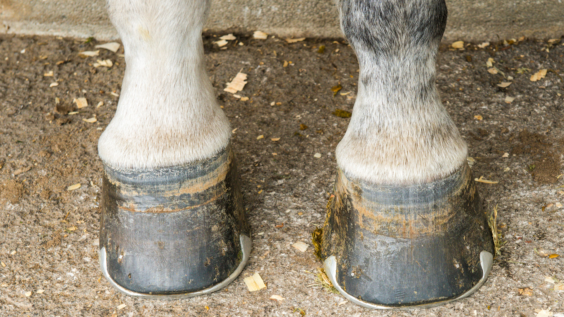 One horse with 2 completely different front hooves. The RF has vertical side walls, a dished in toe, elevated coronary band on the inside, and long and uneven heels. The LF appears more normal with a balanced shape and even coronary band, however, the hoof pastern axis is slightly broken and the heels are underslung (these can be seen in the side view.