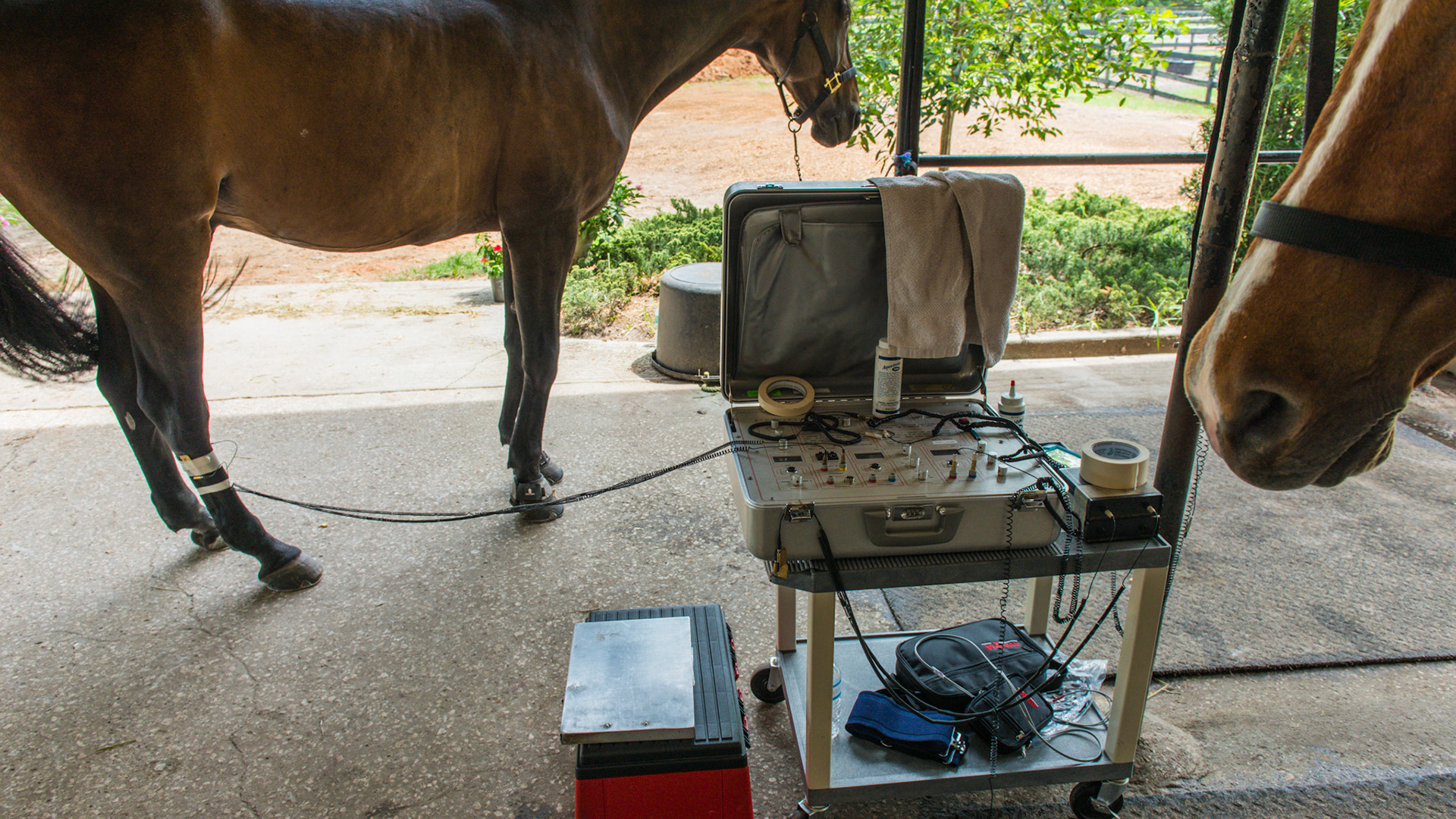 Electroacuscope being used by a physical therapist on 2 horses. First it identifies parts of the horse that have been injured and the structures are not reading the full action potential being produced by the spinal cord. Second, it then treats the area by opening the CNS neuropathway allowing increased circulation and decreased inflammation.