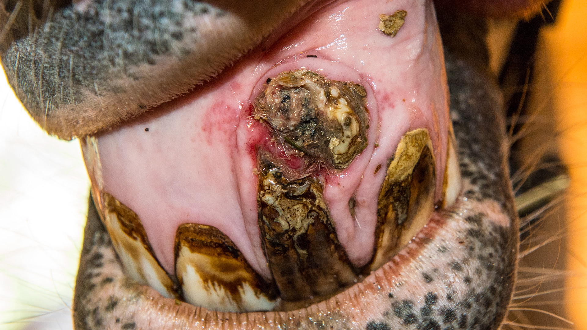 Incisor tumor - This is the same incisor tumor as seen in the previous pictures but taken 18 months later. It is still not a problem for the horse. Hay is being packed under a ledge of tarter despite the cleaning efforts of the owner with brushing.  The underlying inflamed tissue is painful to the touch.Notice the inflamed gums that was under the debris.  This horse is going to the university in 10 days for radiographs, an accurate diagnosis, and advisement whether to extract. The decision will be based on the behavior of the tumor (invasive or not).