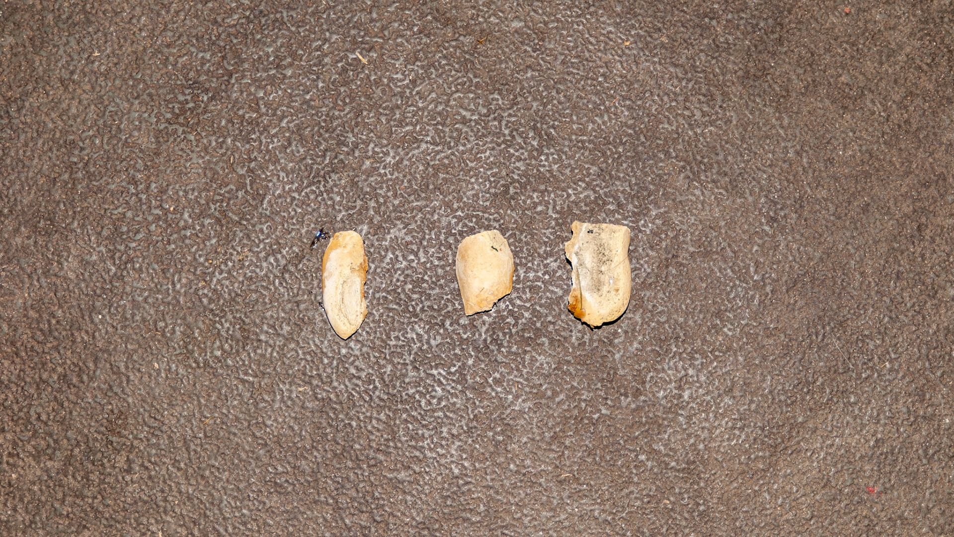 Tarter (dental calculus) along the upper first cheek teeth on the buccal surface - removed in chunks.