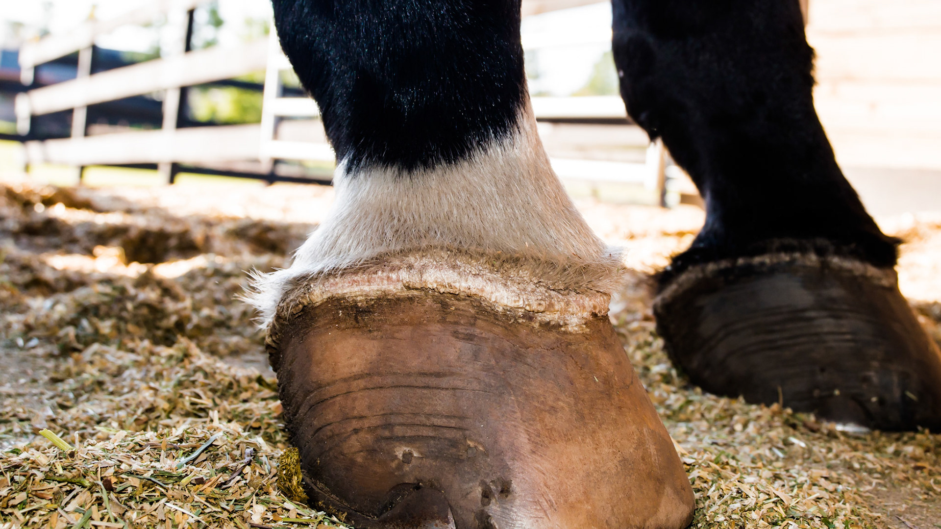 Horse A - Coronitis as diagnosed by attending vet.  I have never heard of this.