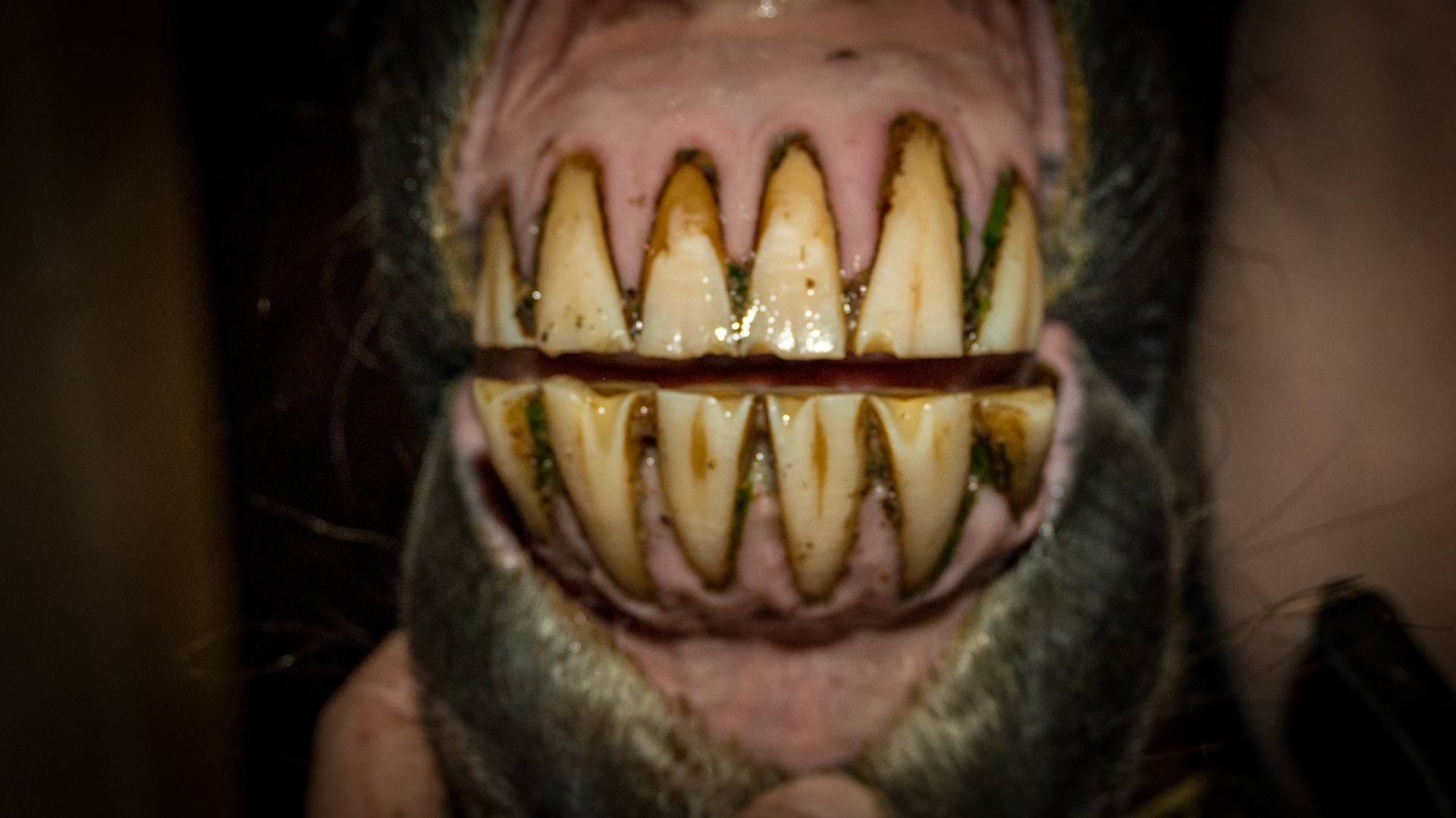 31yr Naturally opened mouth with ½ cheek teeth. Also tongue as cause of sharp canines and angle of incisors.