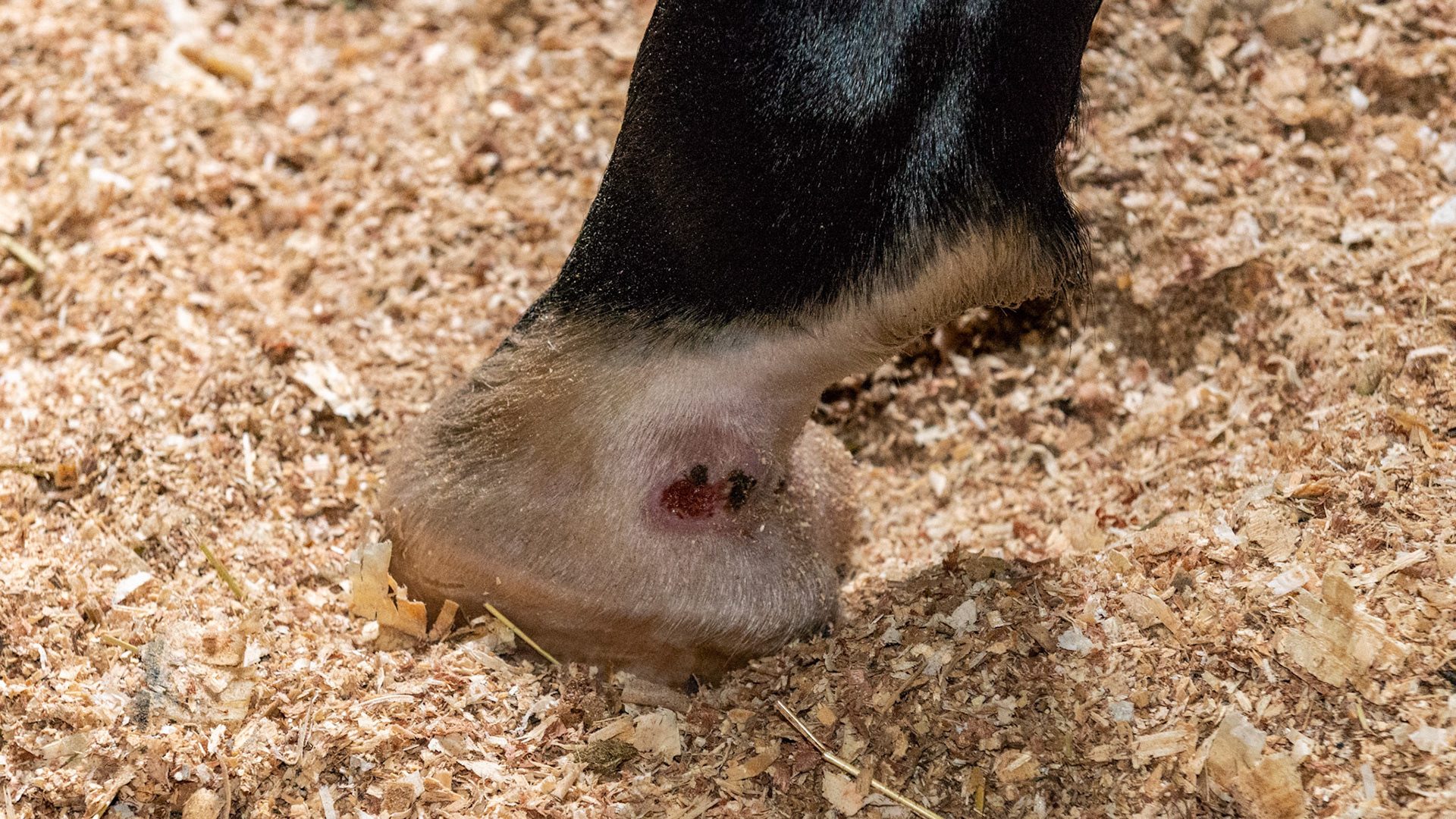 Interference injury on the medial heel and quarter of the RH pastern