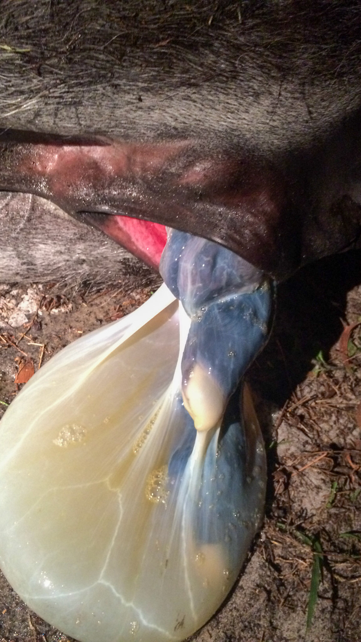 11/29 - Donkey birth - Now the nose of the foal is seen.  This can be seen either between the 2 front limbs or on one side of both limbs as seen here.